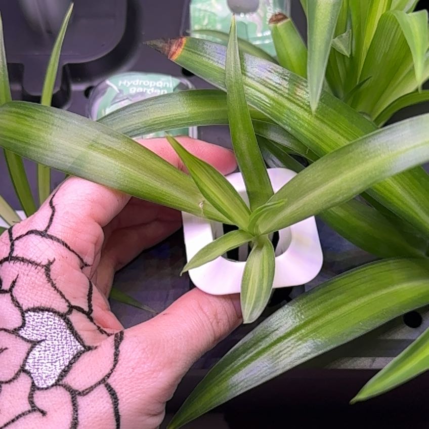 Hawaiian Spider Plant with green leaves, held by a hand with a web-patterned glove. Some leaf tips show slight browning.