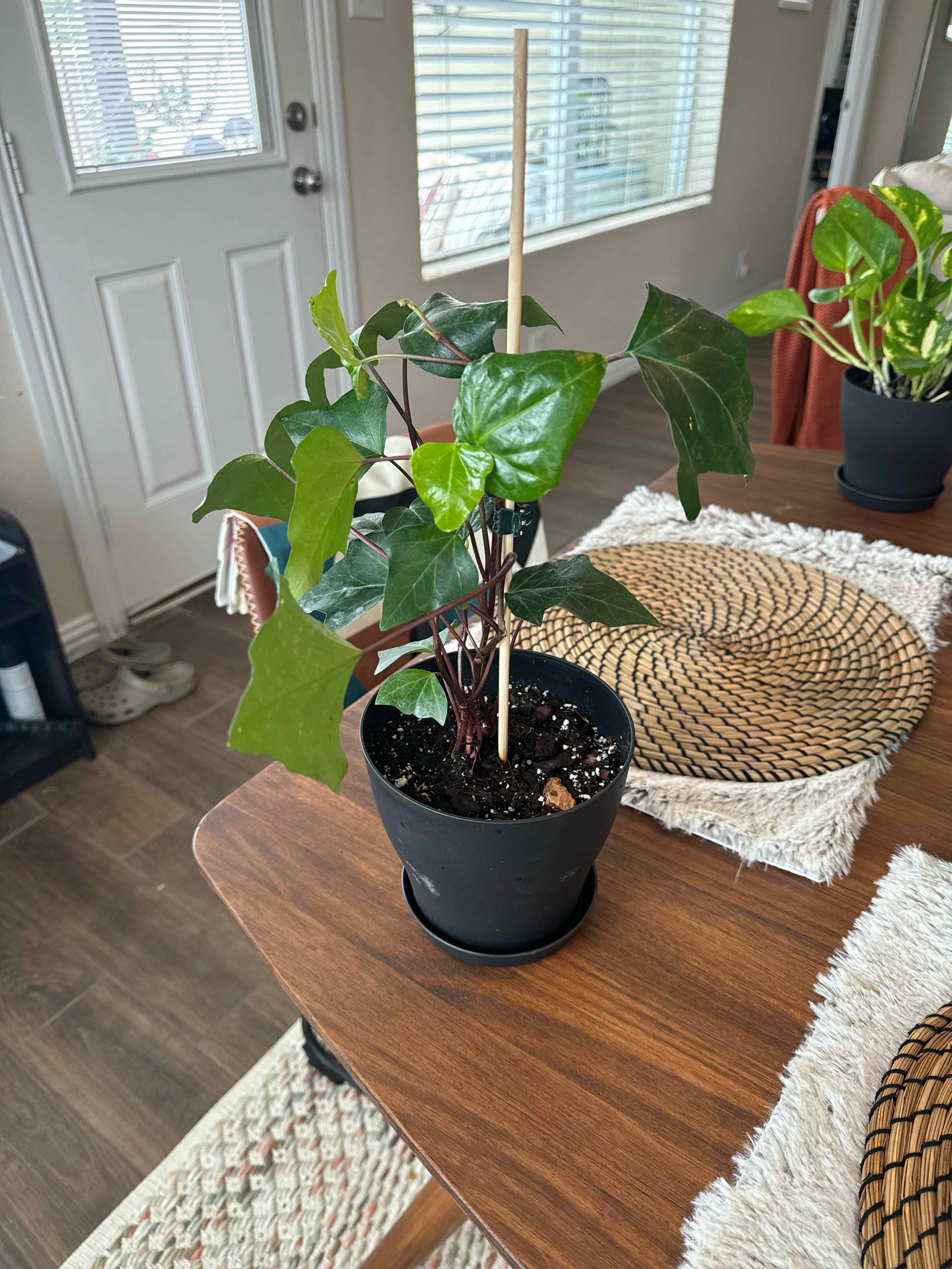 Potted Canarian Ivy plant supported by a stake, with healthy green leaves.