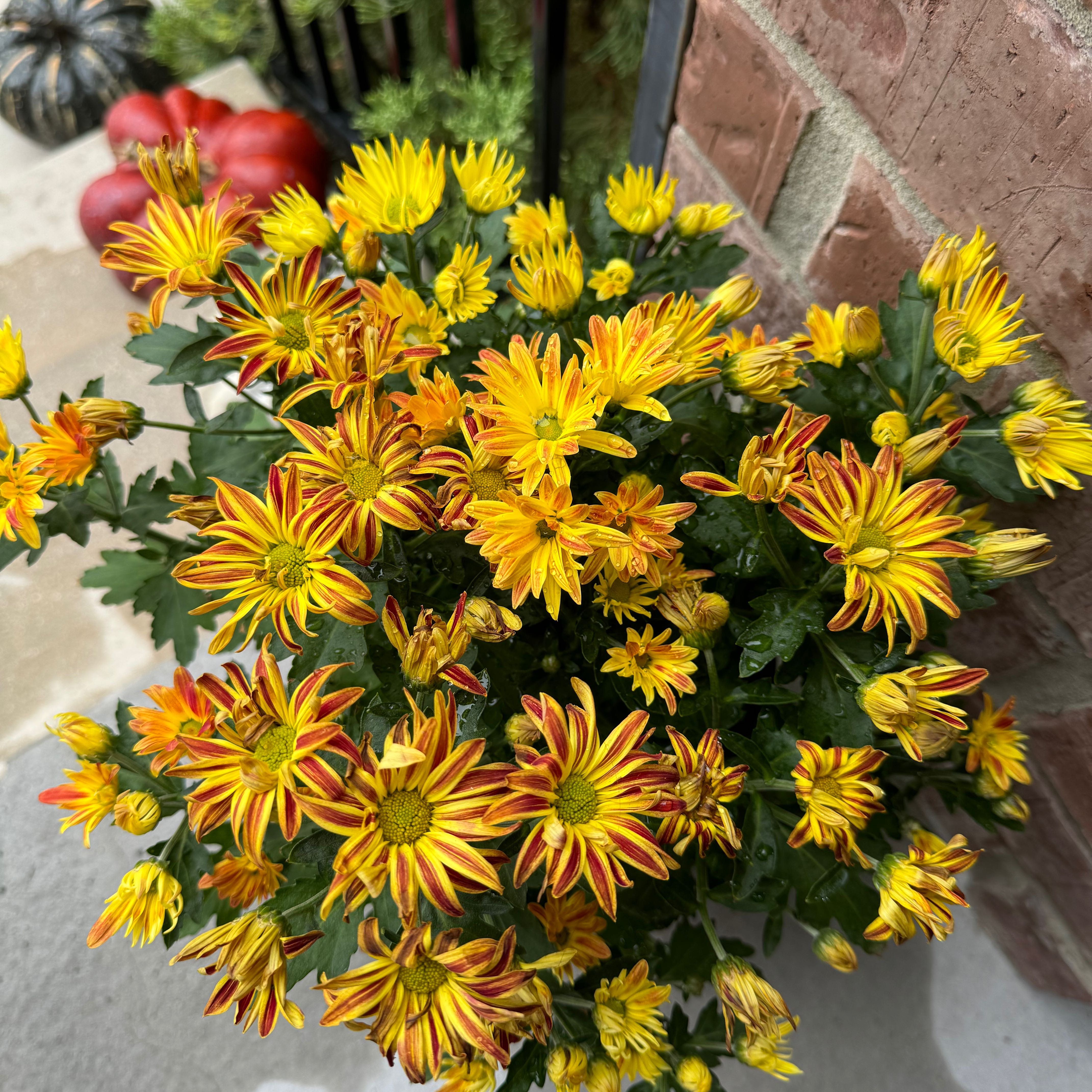 Vibrant African Bush Daisy with numerous yellow and orange flowers, healthy and well-framed.