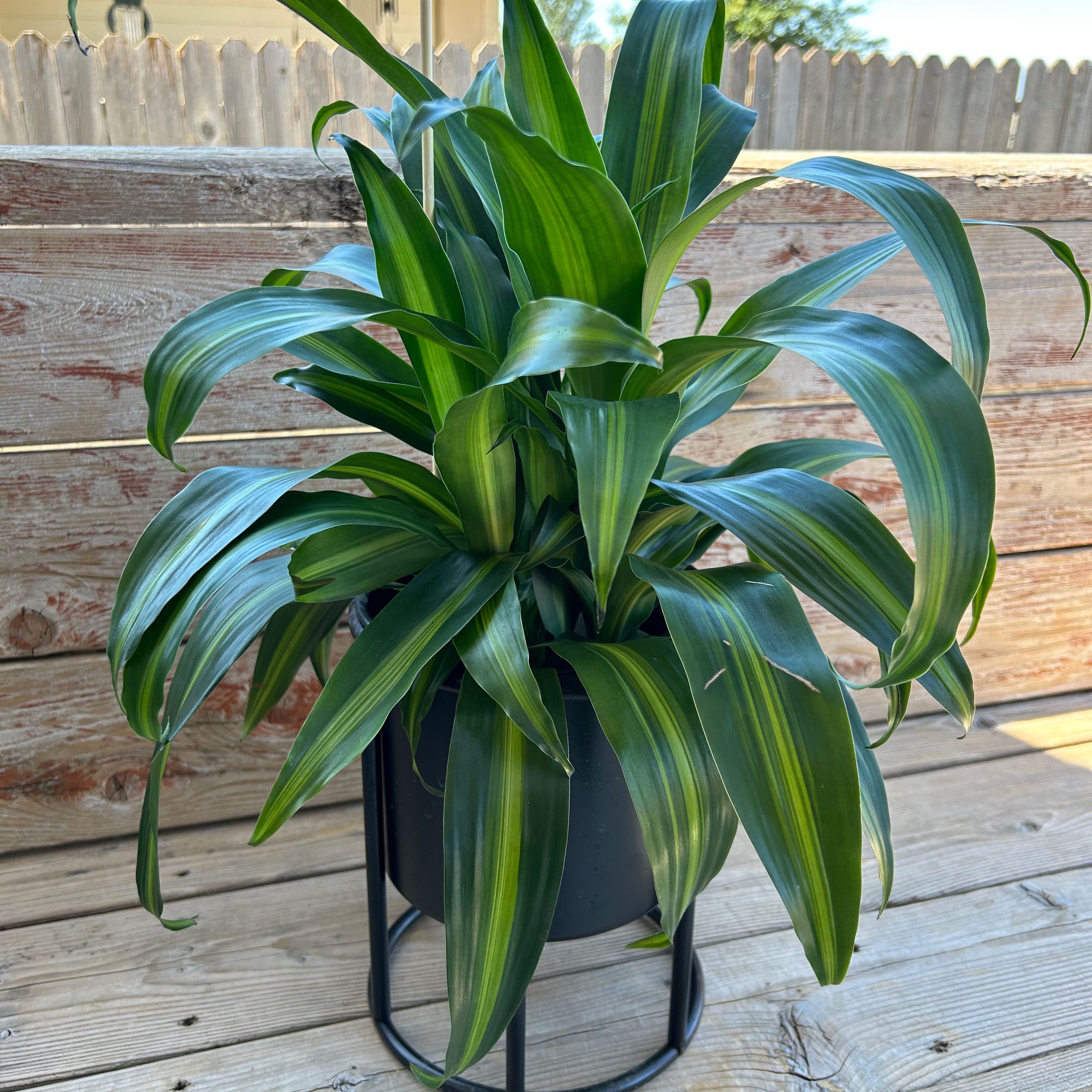 Dracaena 'Hawaiian Sunshine' plant in a pot with vibrant green leaves.