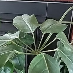 Umbrella Tree plant
