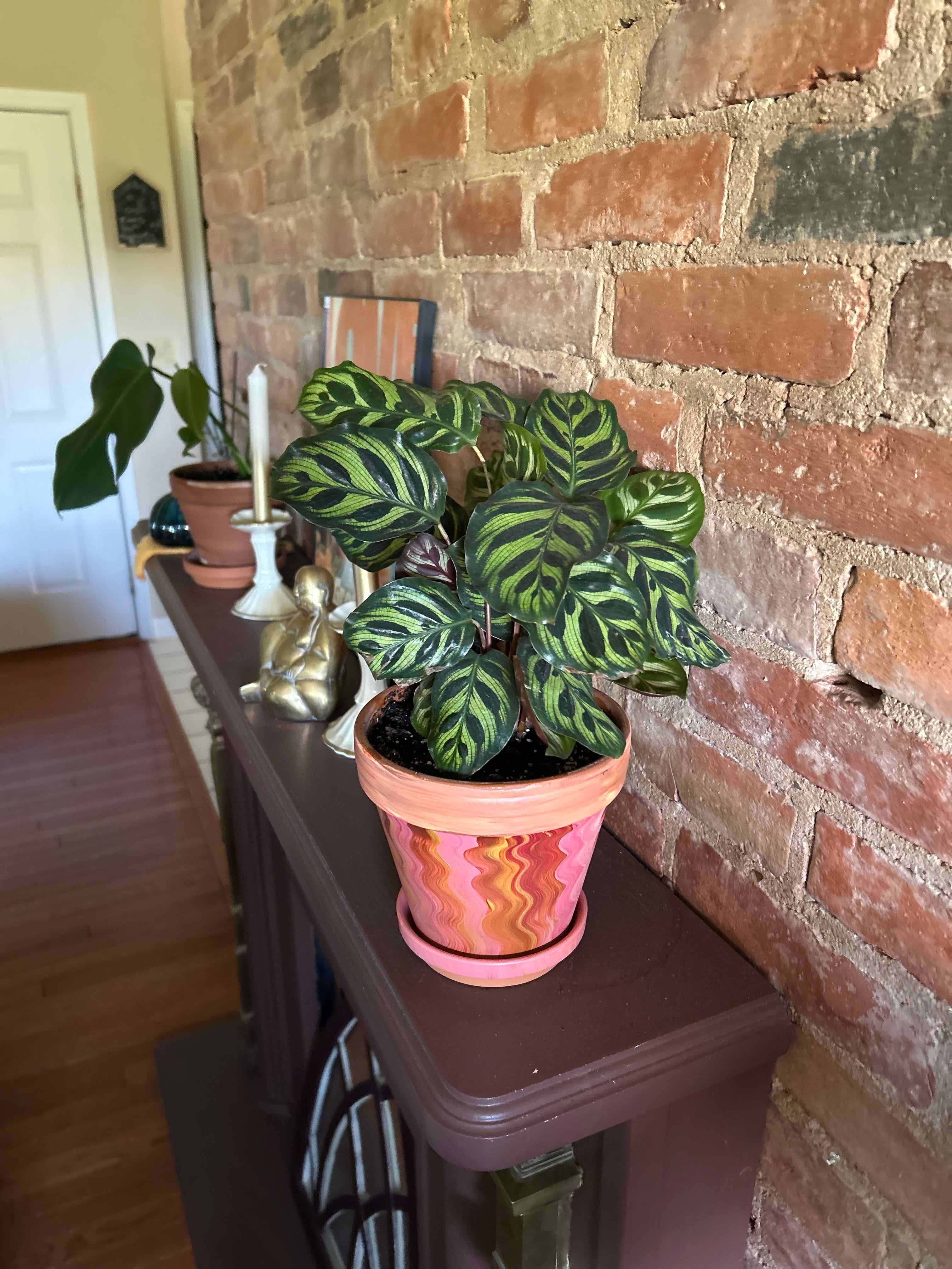 Cathedral Windows uploaded to the Greg plant app by @DiscoTomato