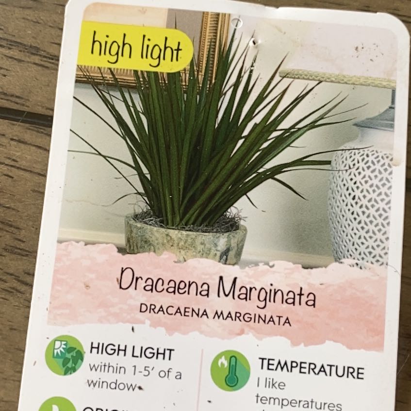 Plant care for Canaliculate Snake Plant on Greg, the plant care app