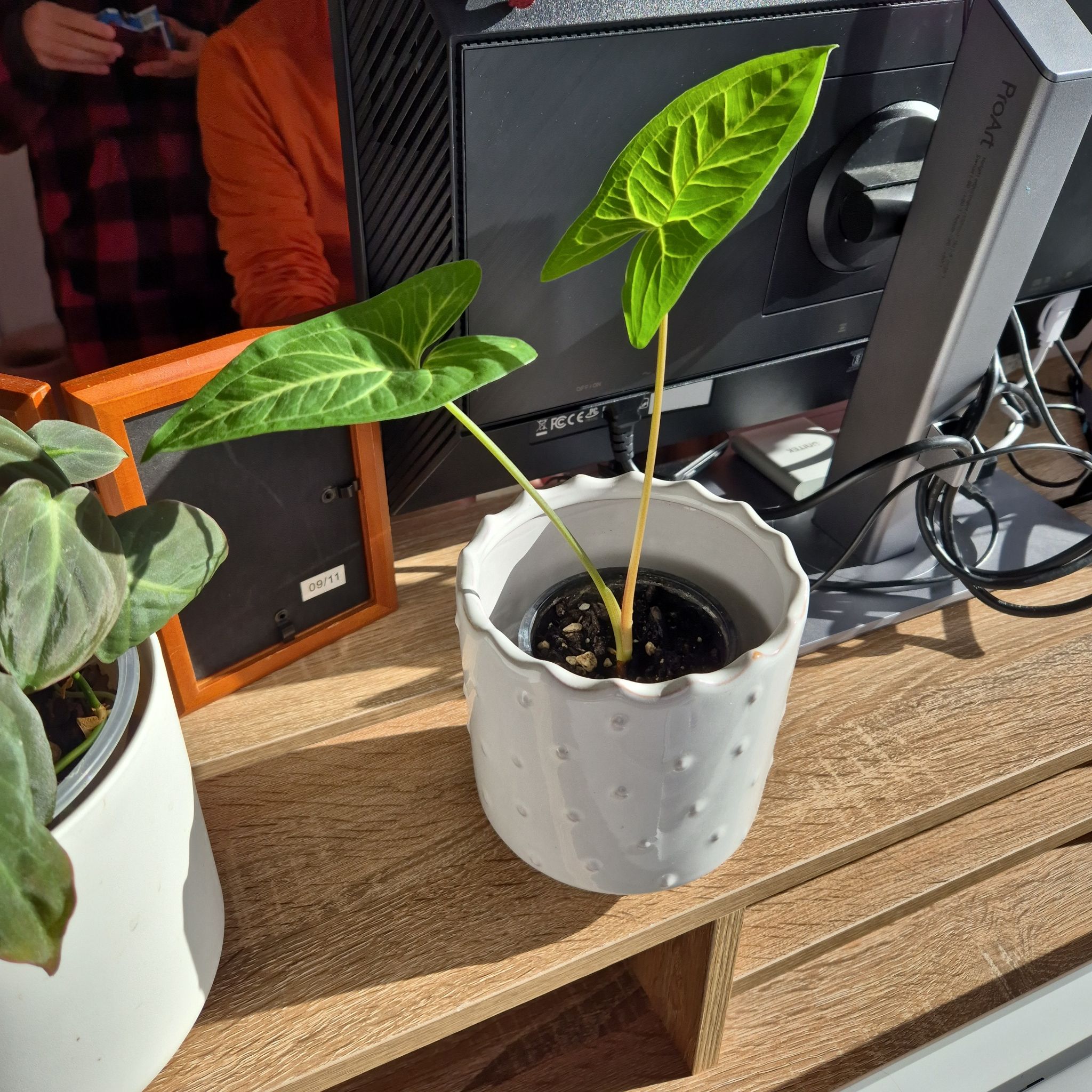 Photo of the plant species Syngonium Green by @GivingBlueiris named Rihanna on Greg, the plant care app