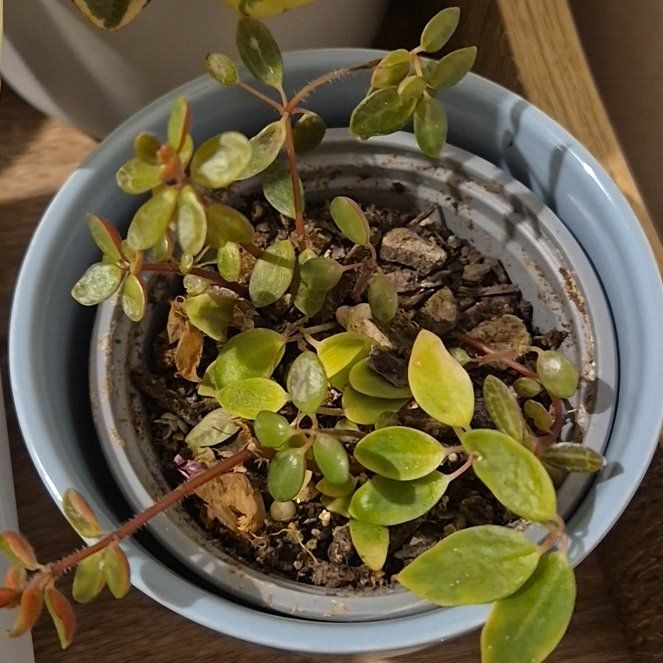 Photo of the plant species Peperomia rubella by @GivingBlueiris named Rainier on Greg, the plant care app