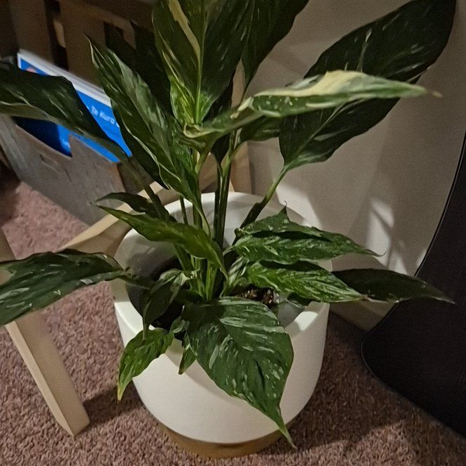 Photo of the plant species Varigated Peace Lilly by @GivingBlueiris named Peter Parker on Greg, the plant care app