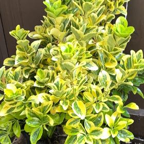 Photo of the plant species Hosta 'Aureo Marginata' by @rachelandnico named Homer on Greg, the plant care app