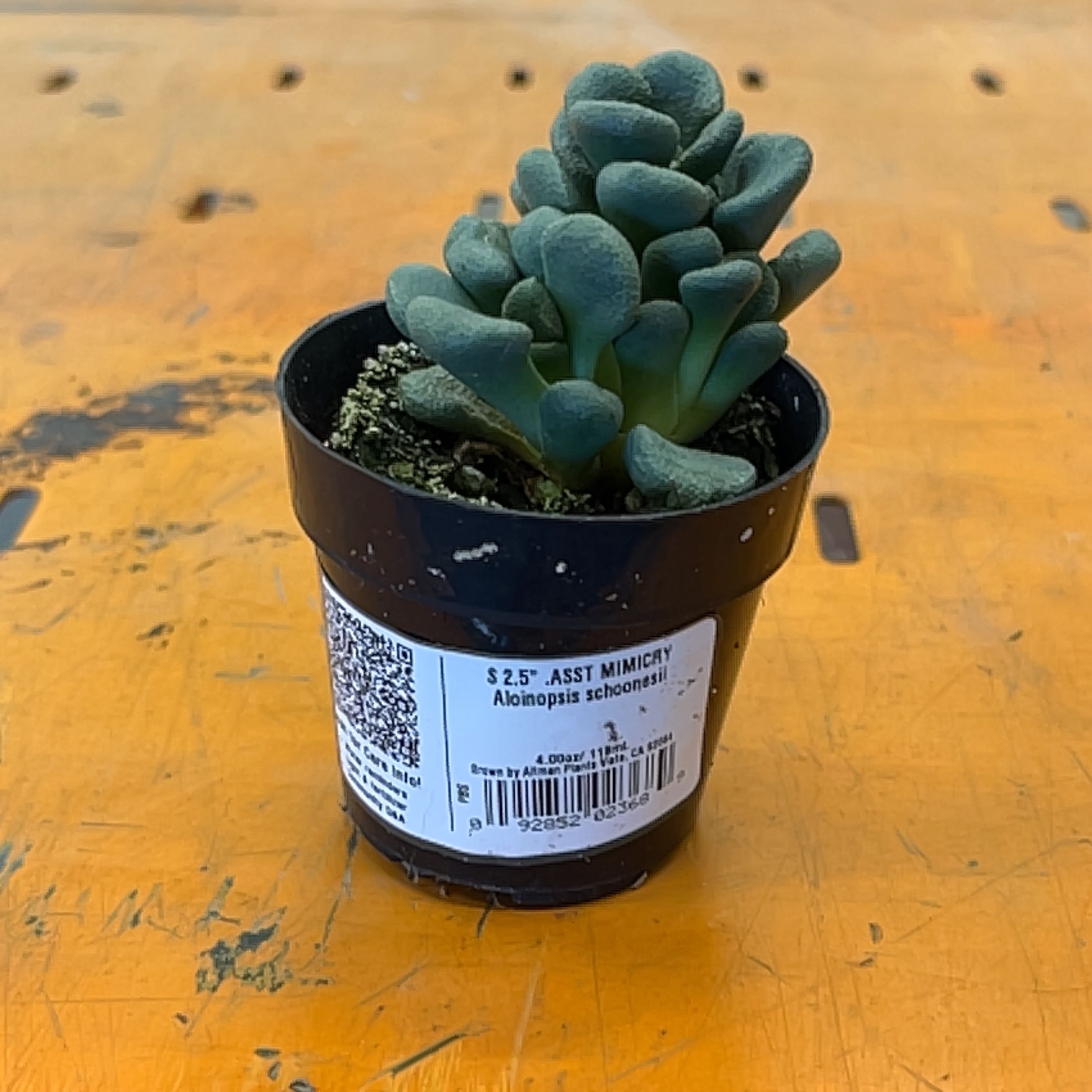 Plant care for Livingstone Daisy on Greg, the plant care app