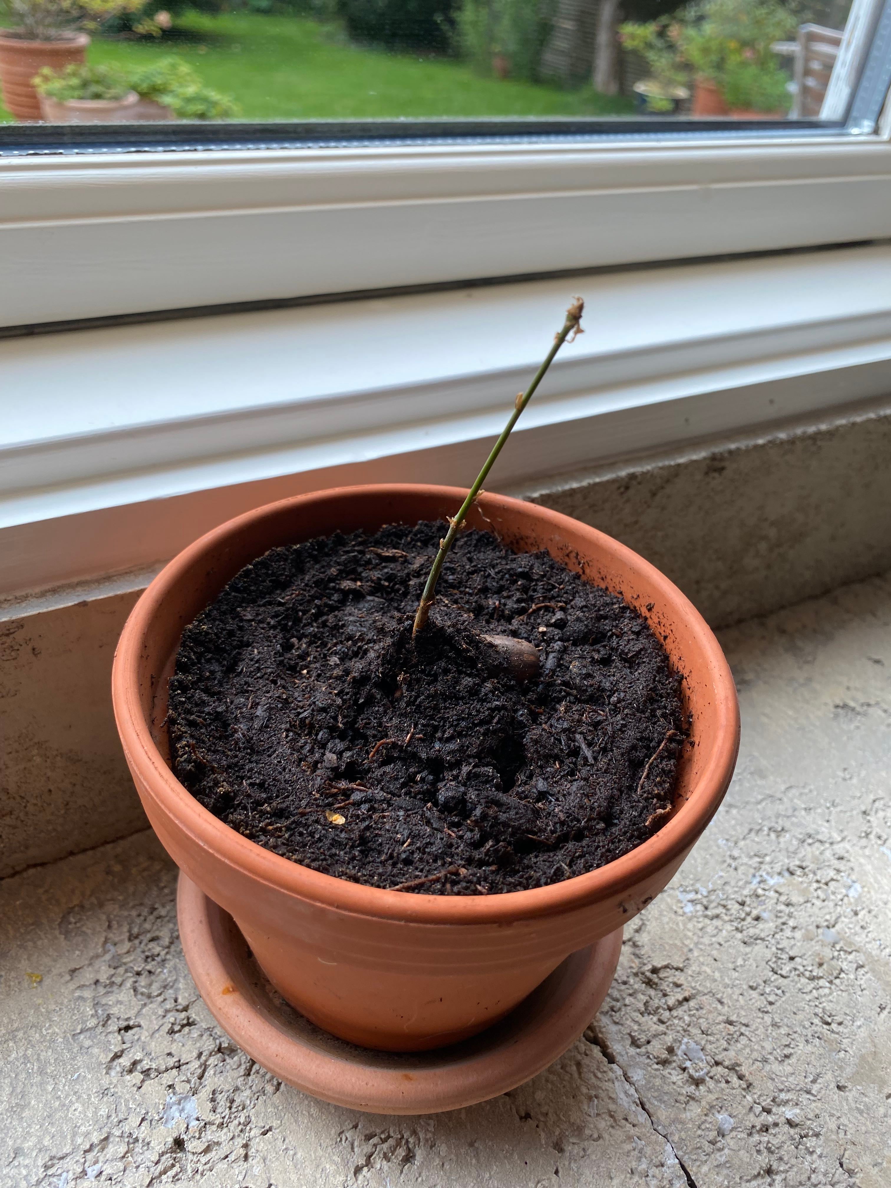 🌳 Best Tips for Healthy English Oak Roots