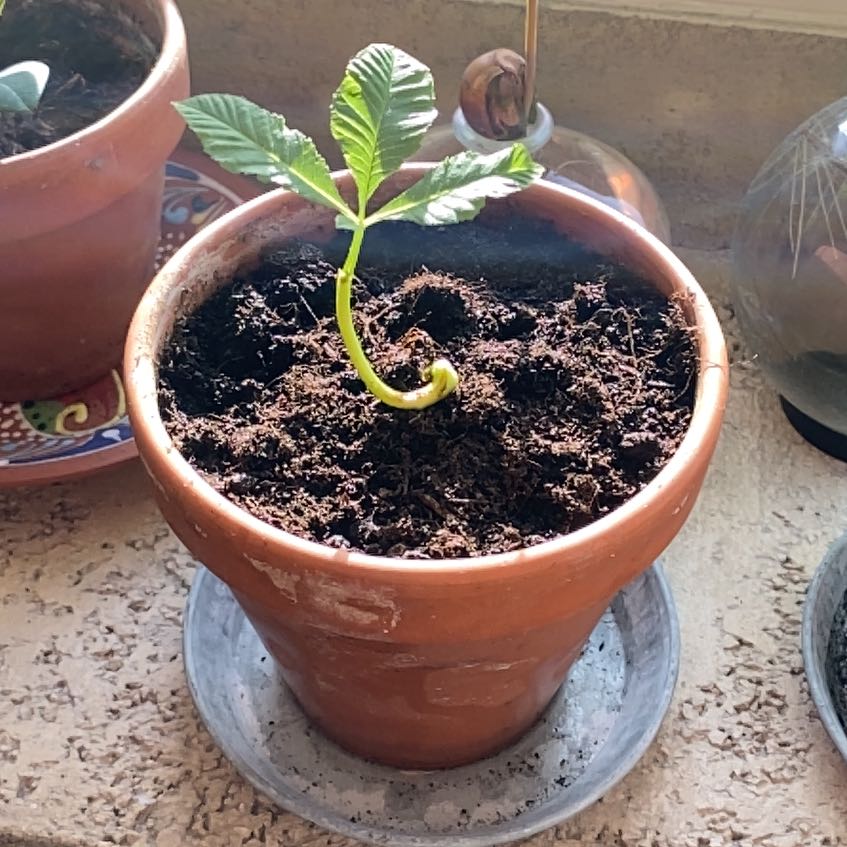 Young European Horse-Chestnut plant in a terracotta pot with healthy green leaves.