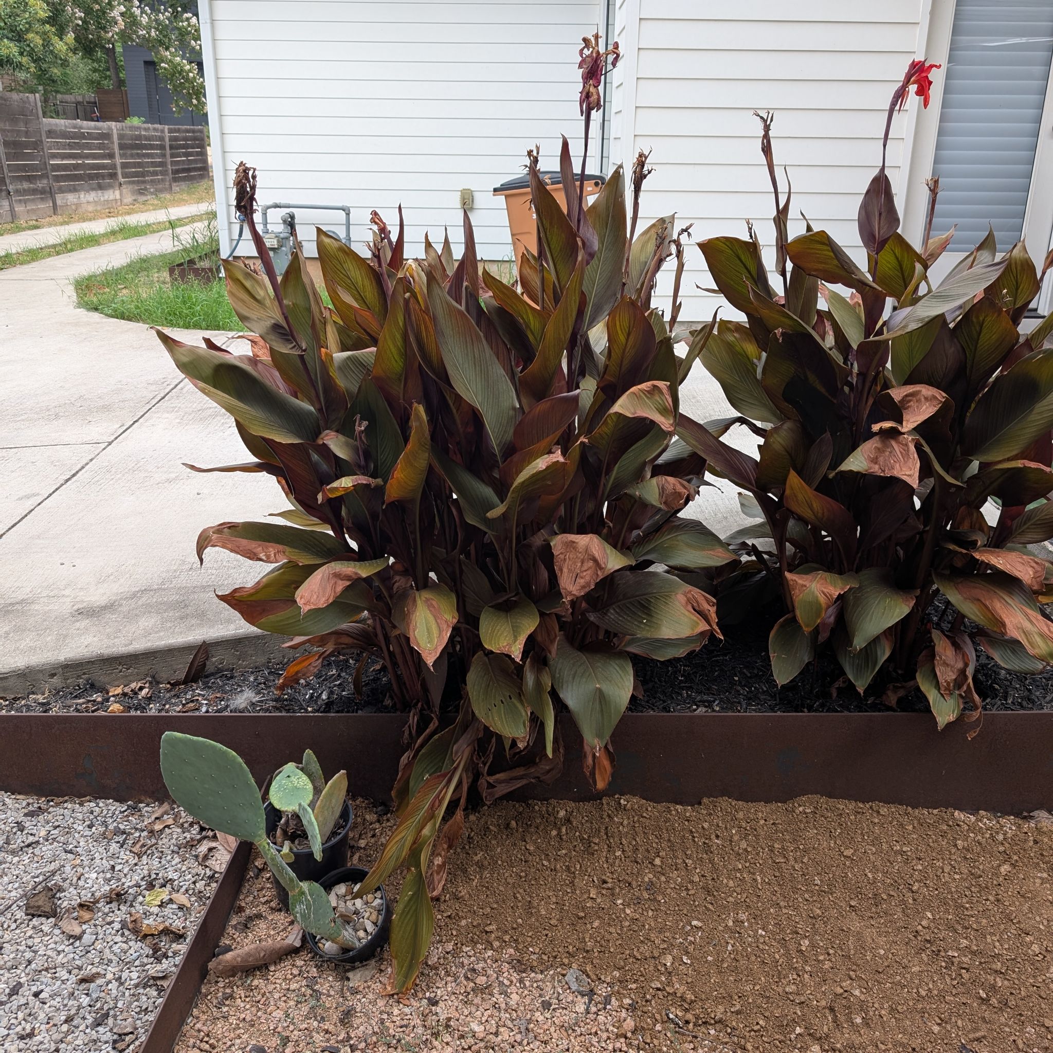 Photo of the plant species Tropicanna Canna Lily by @RefulgentClusia named Rihanna on Greg, the plant care app