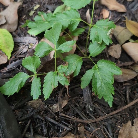 Photo of the plant species Astilbe 'Rheinland' by @RefulgentClusia named Keanu Leaves on Greg, the plant care app