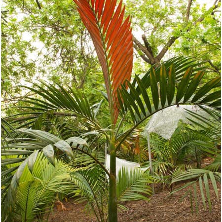 Photo of the plant species Flamethrower Palm by @IdealBokchoi named Lola on Greg, the plant care app