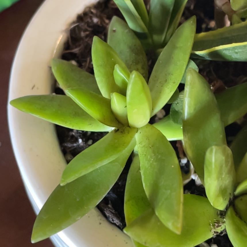 Sedum adolphi 'Sunset' succulent in a white pot with visible soil.
