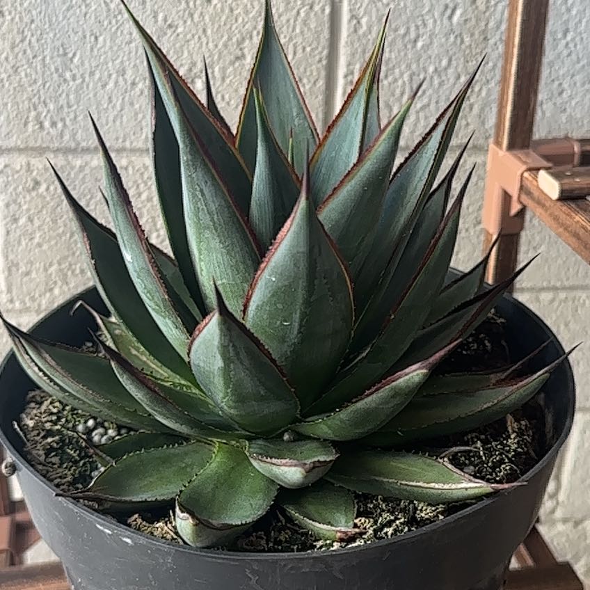 Healthy Agave 'Blue Glow' plant in a pot with vibrant leaves.