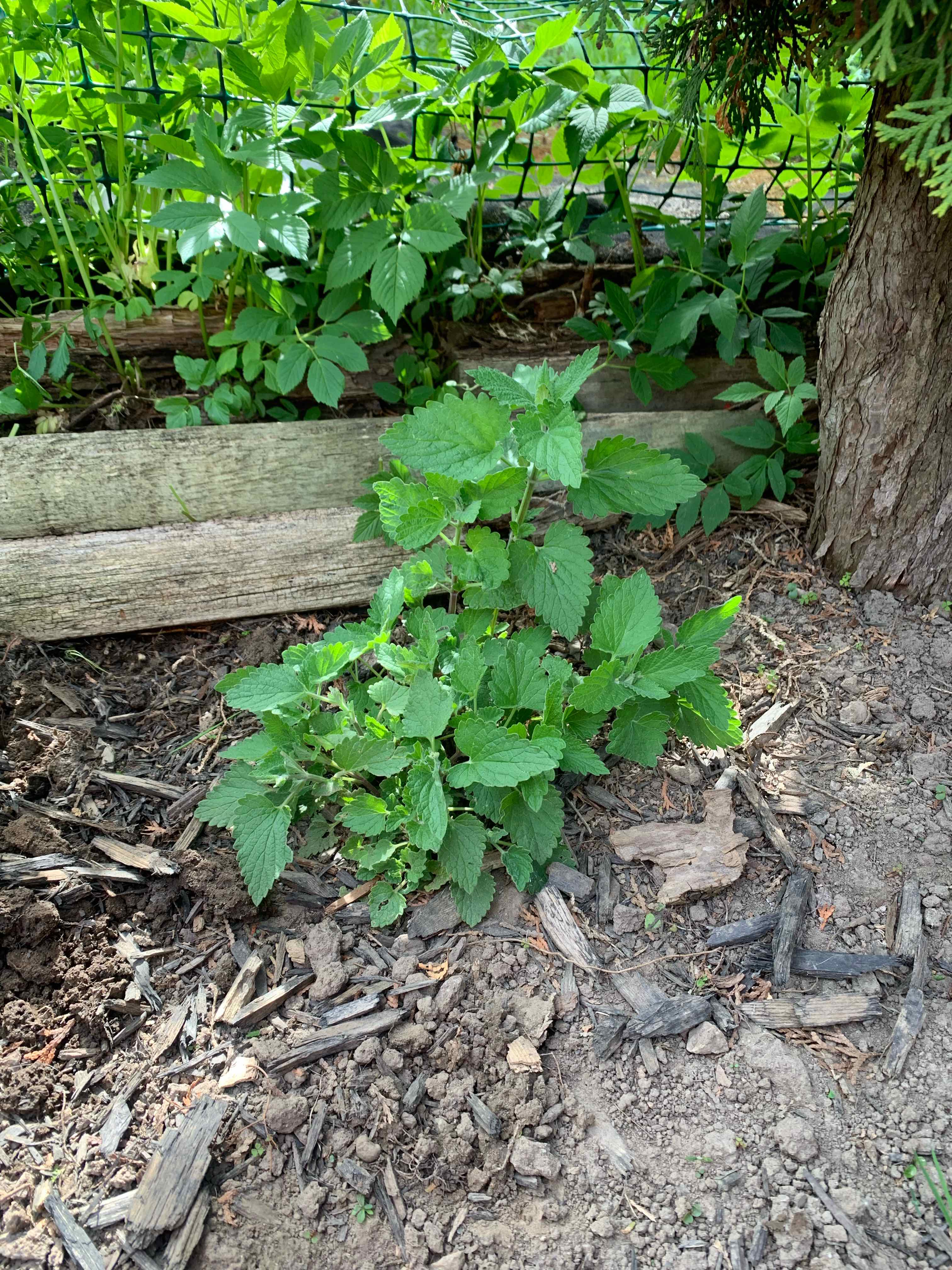 Healthy Catnip plant growing in a garden bed with visible soil.