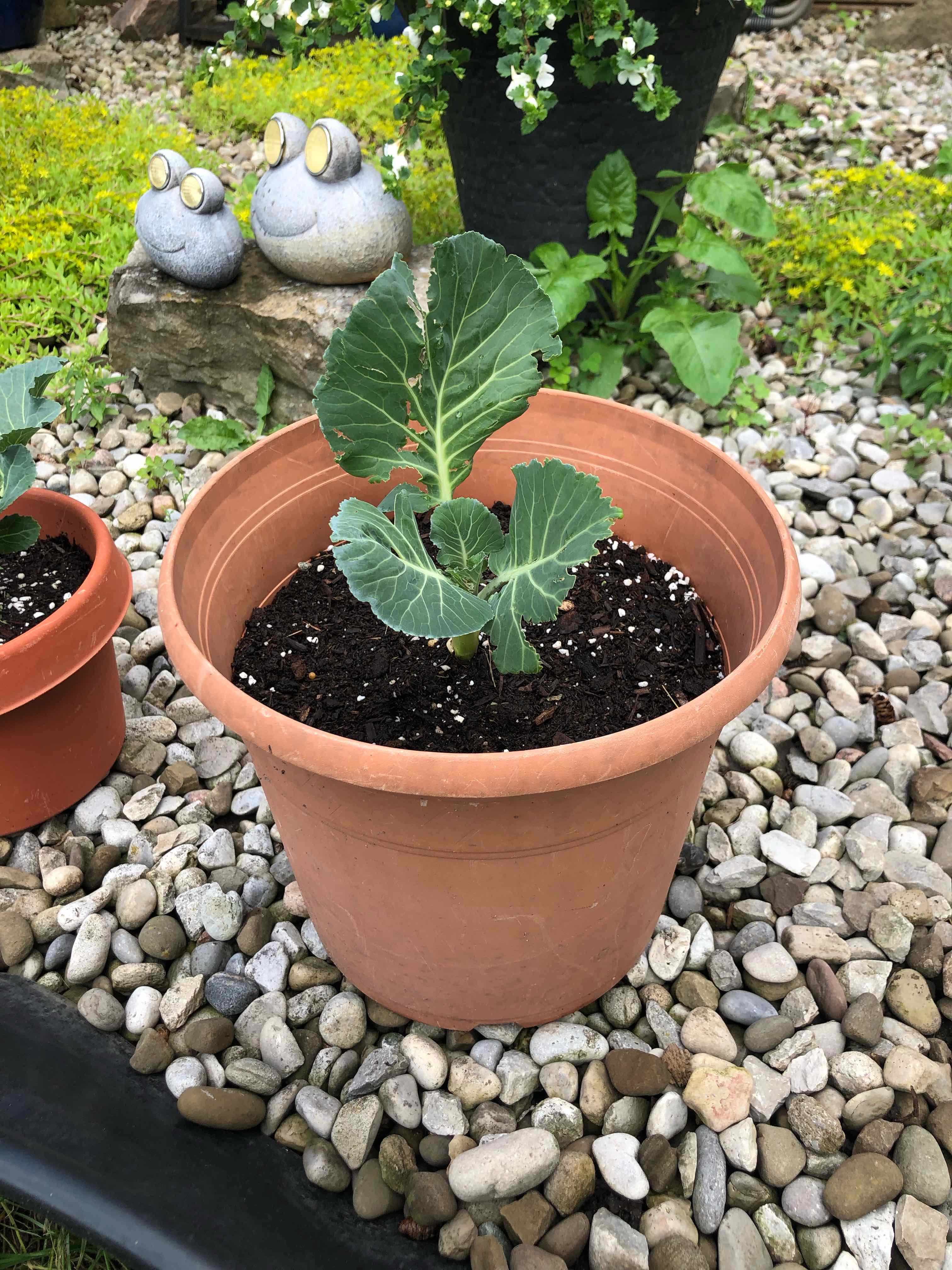 A healthy flowering kale plant in a clay pot, surrounded by gravel and decorative rabbit figurines in a garden setting.