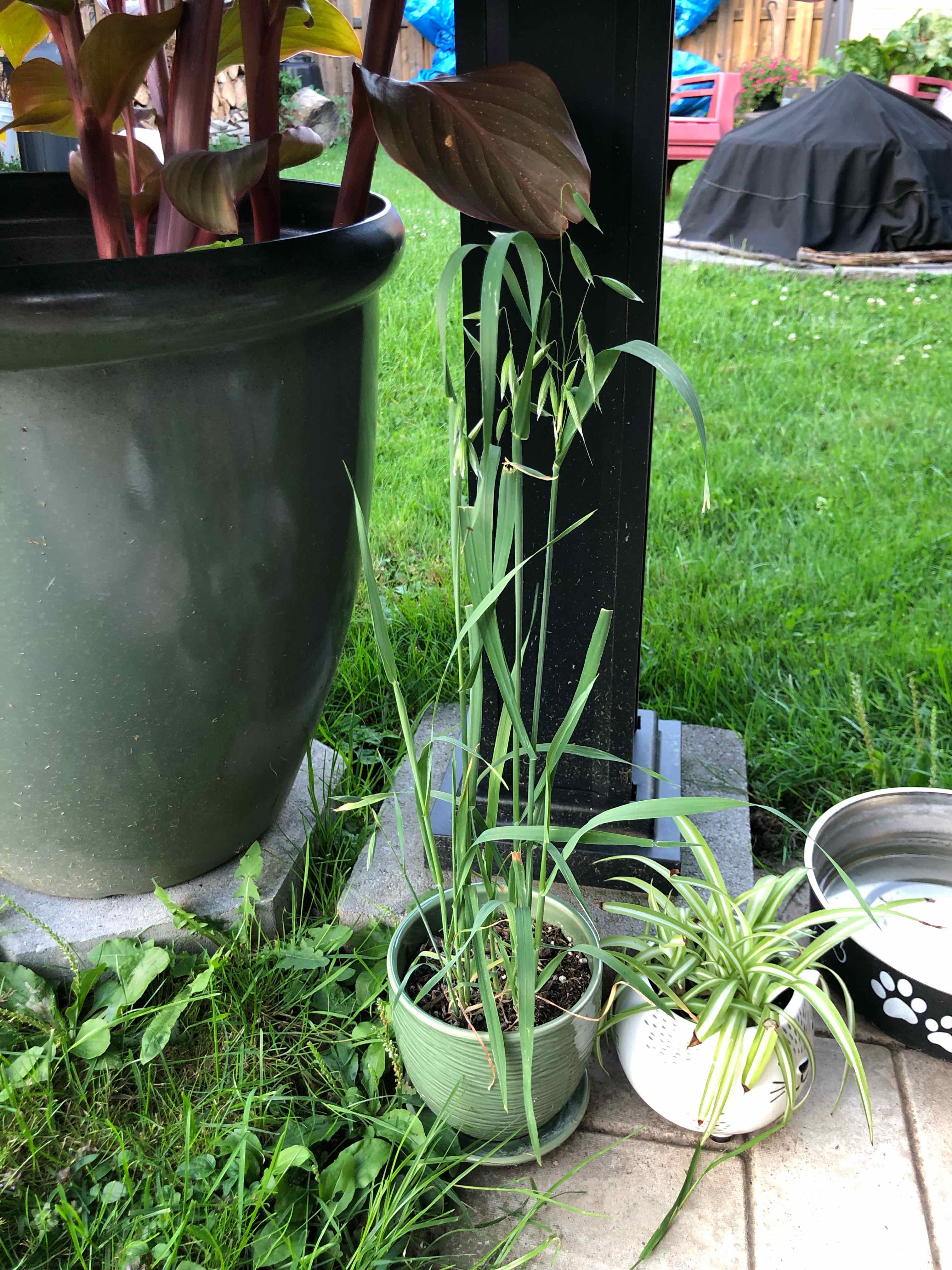Potted cat grass plant outdoors on a tiled surface, with another plant and a large pot in the background.