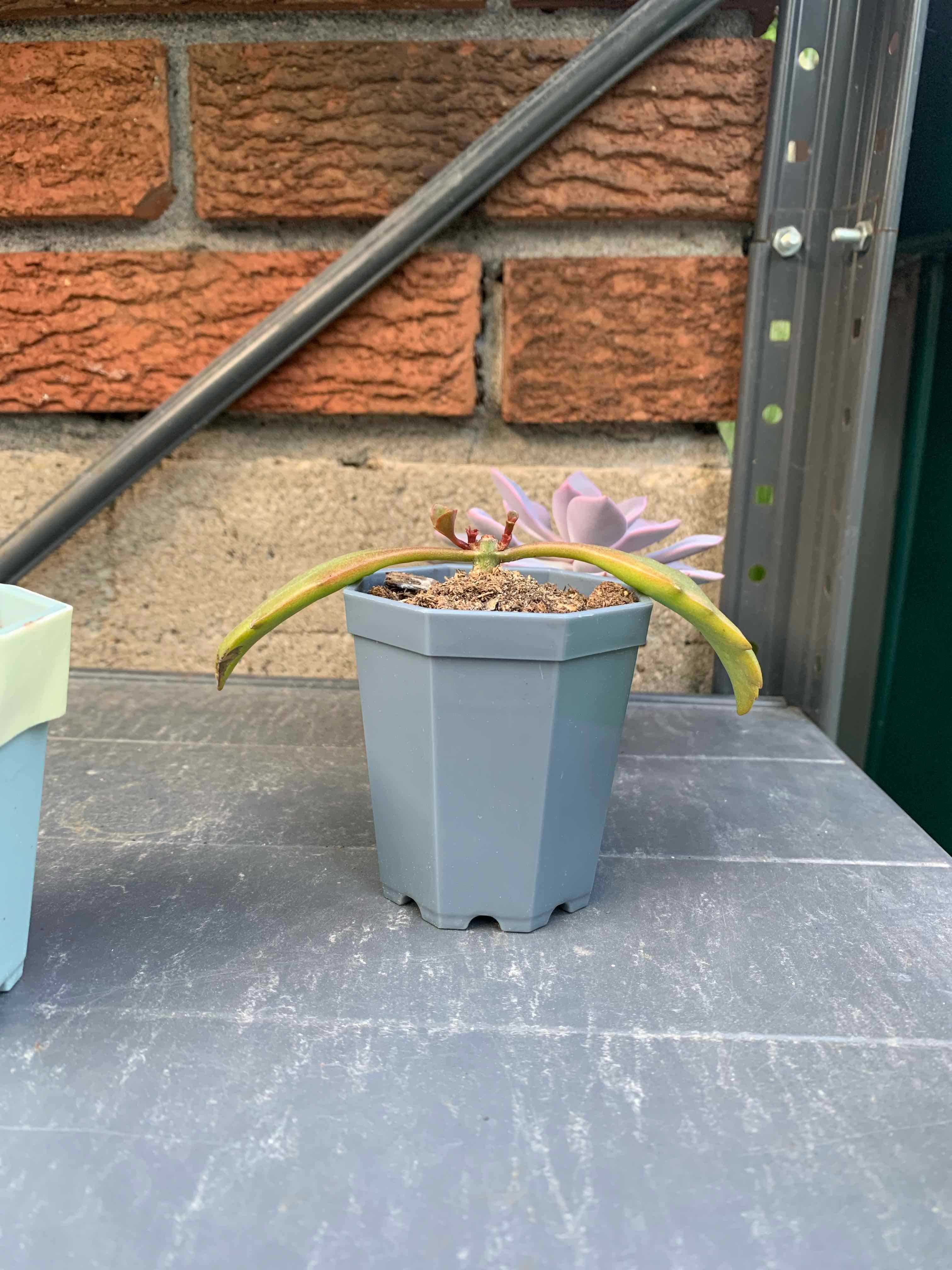 Potted Tugela Cliff-Kalanchoe with yellowing, drooping leaves on a flat surface.