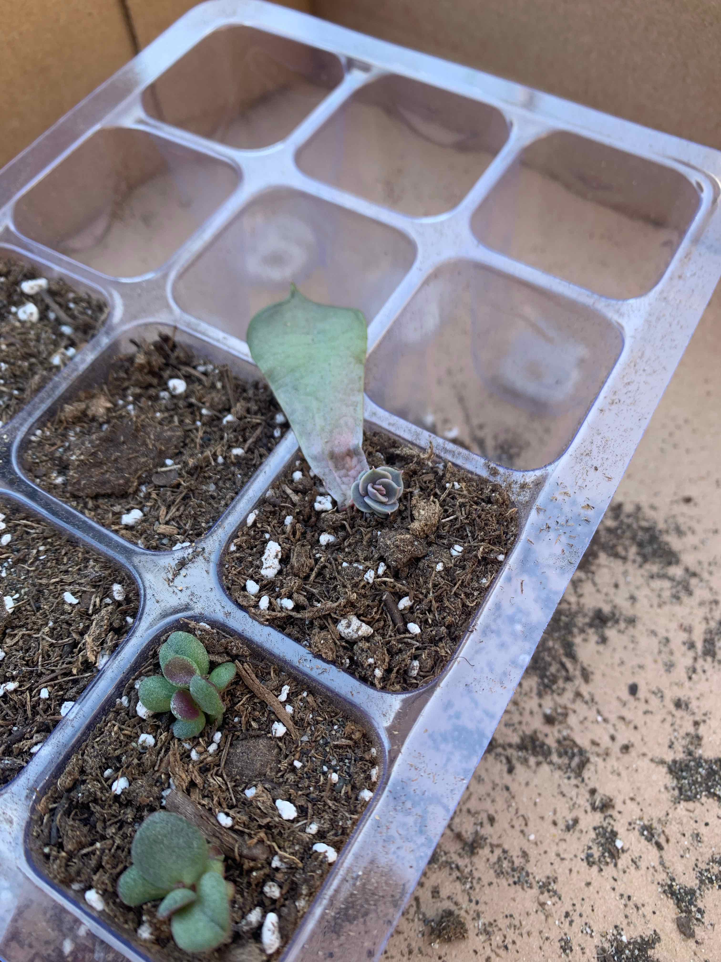 Small Black Prince succulent in a plastic seedling tray with visible soil.