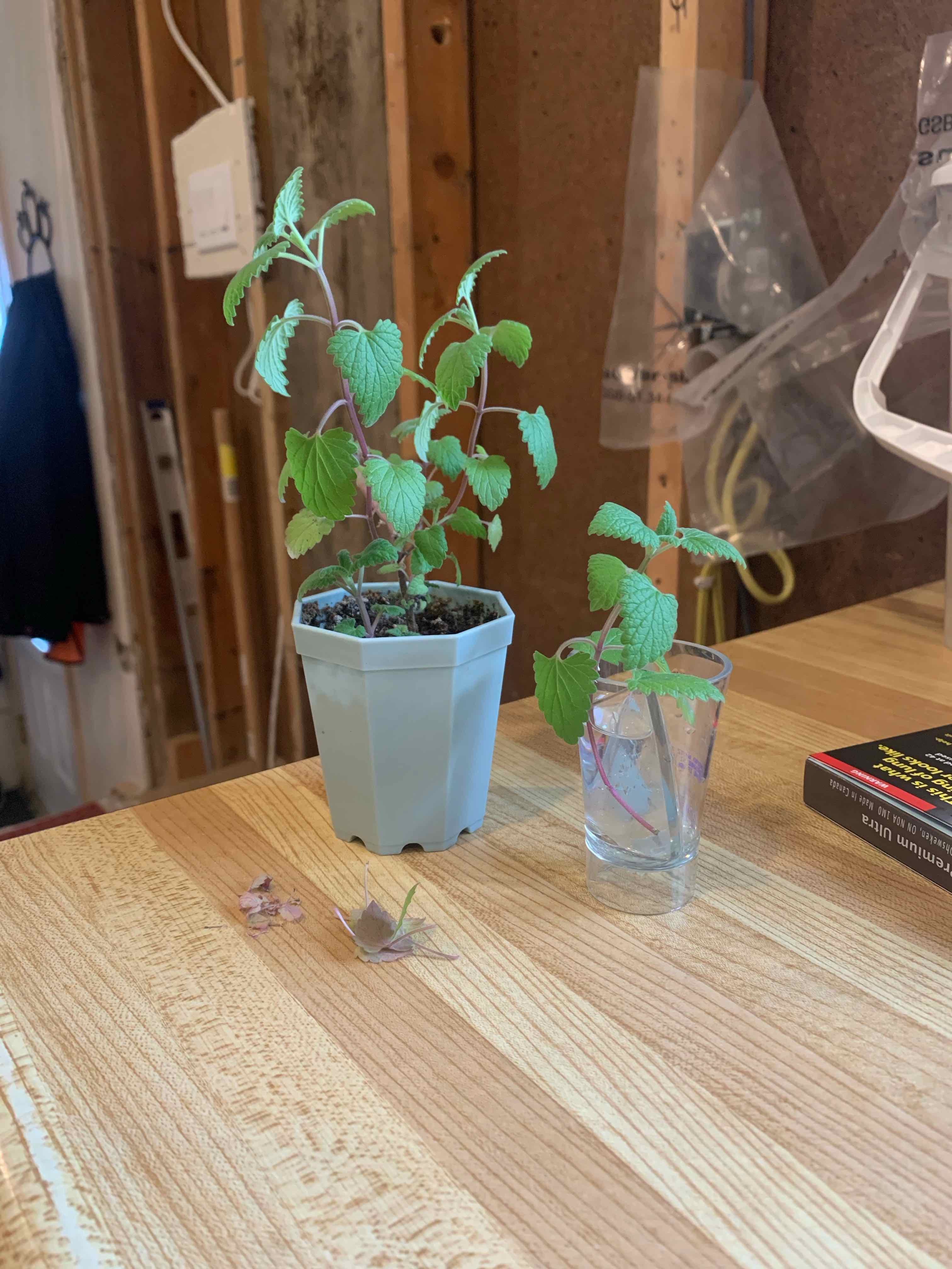Two healthy catnip plants, one in a pot and one in a glass, on a wooden table indoors.