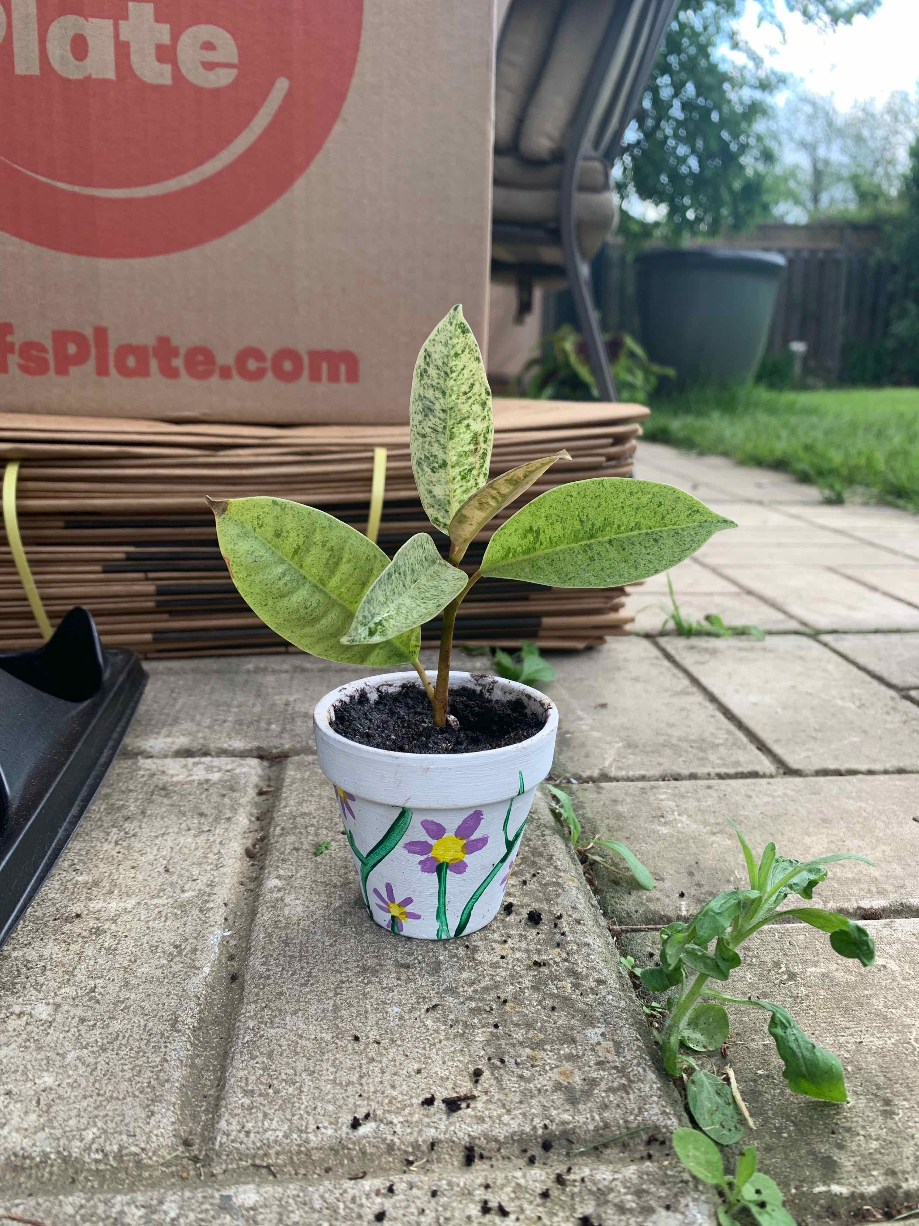 Ficus elastica 'Shivereana' plant in a decorated pot on a patio, showing some yellowing and browning leaves.