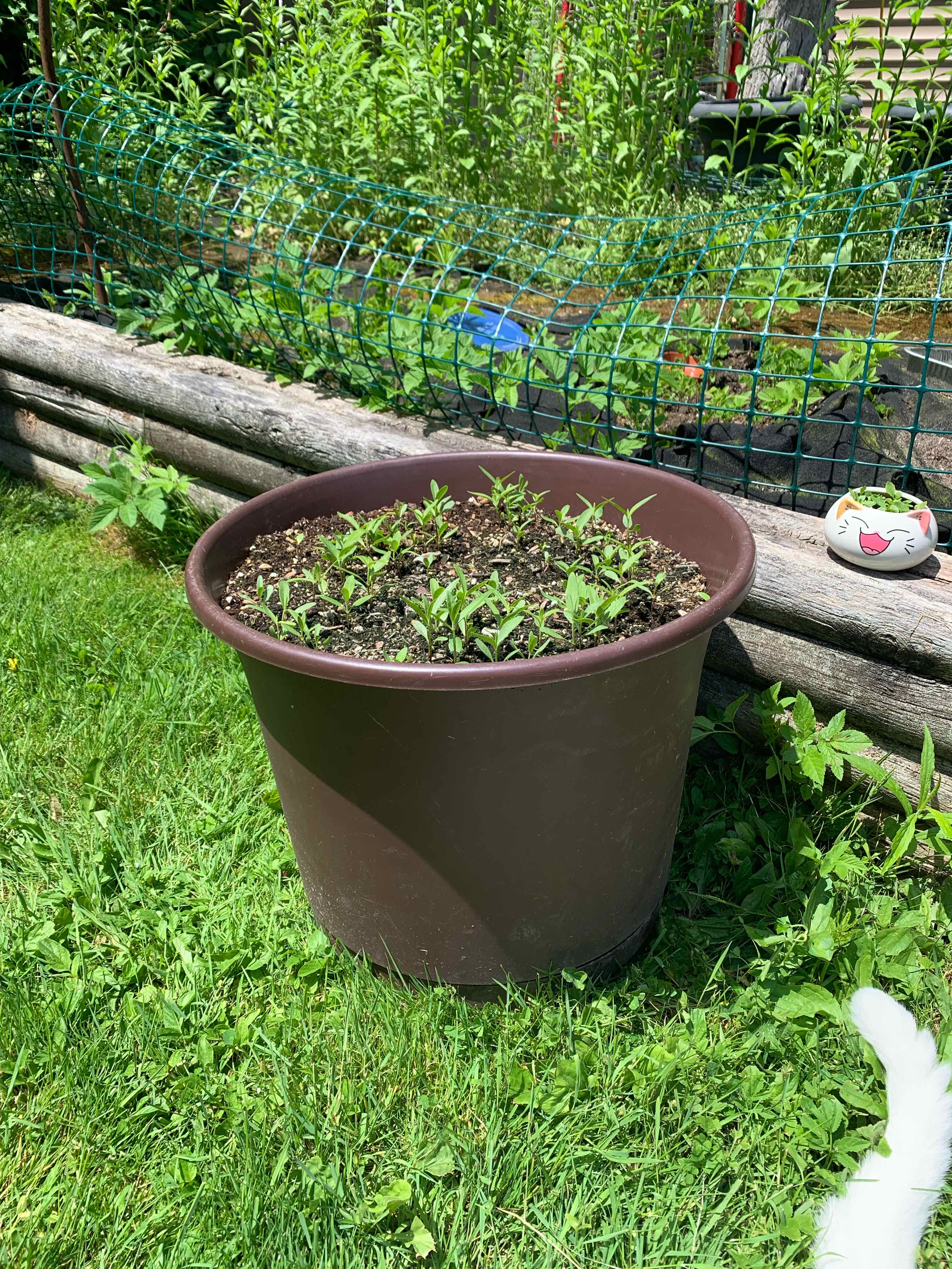 Potted Common Milkweed plant with young shoots in an outdoor setting.