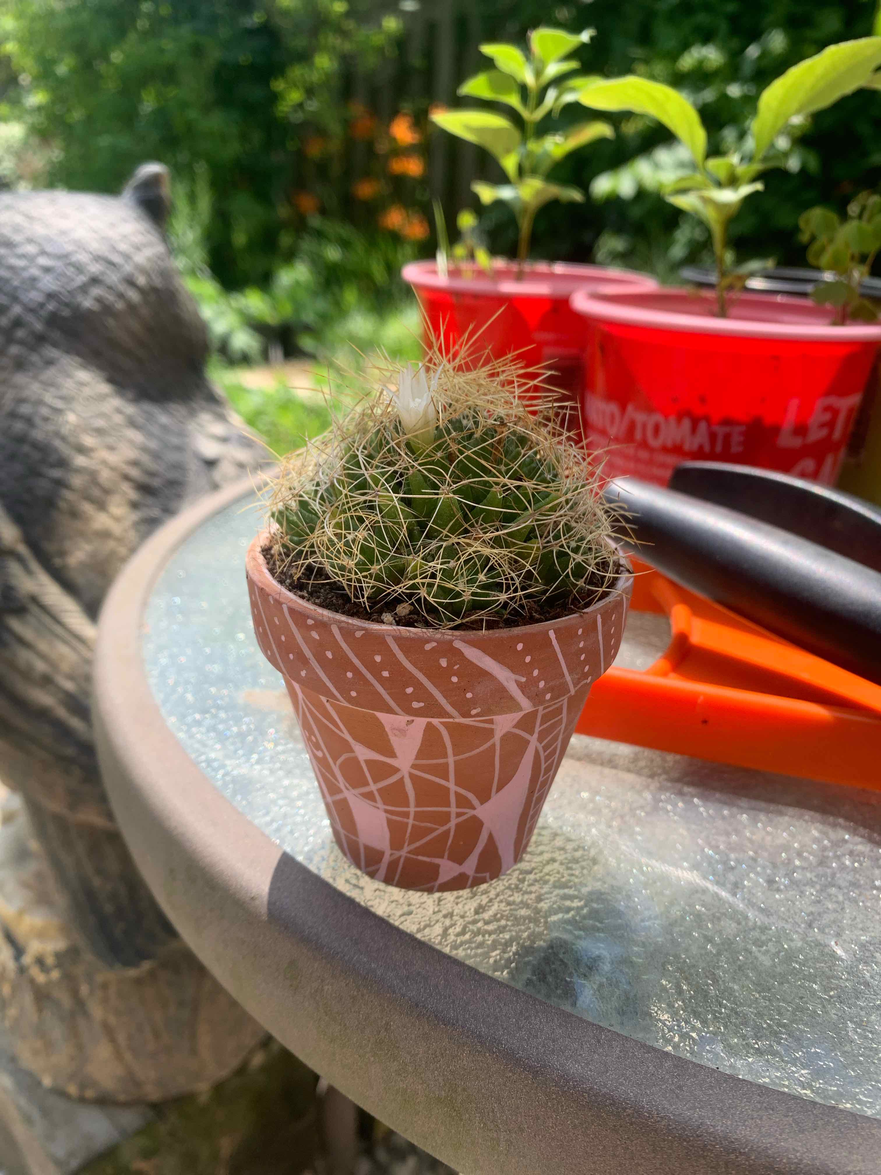 Photo of the plant species Bird's Nest Cactus by @thingsNstuff named McKinley on Greg, the plant care app