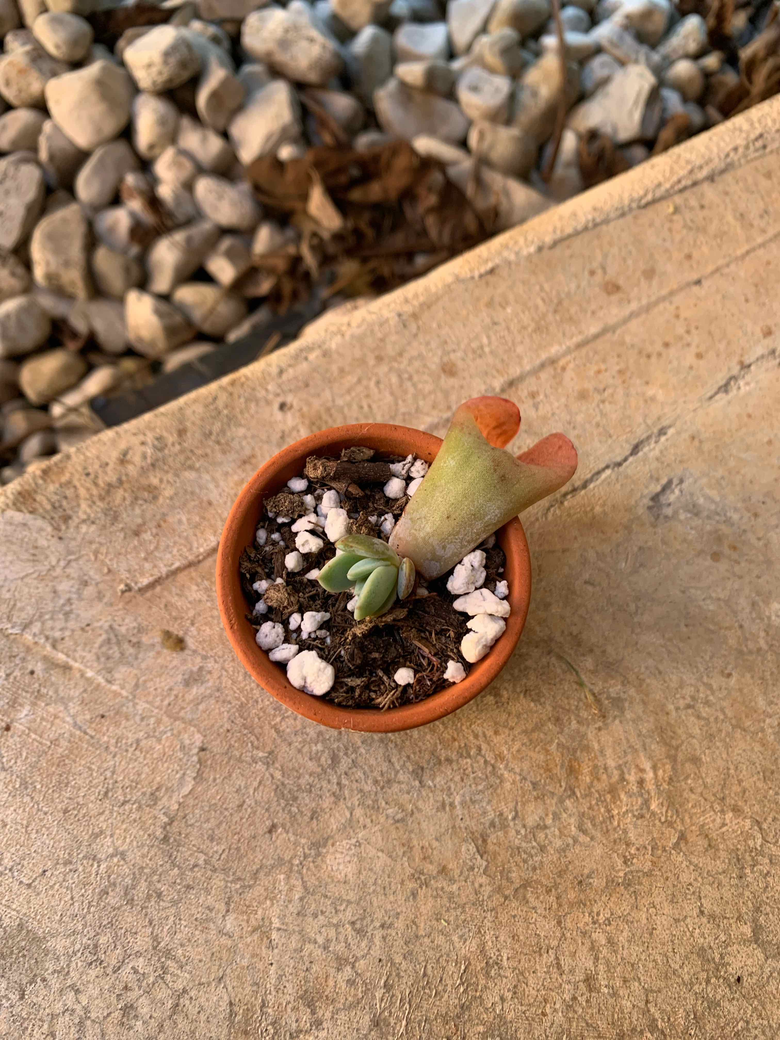 Photo of the plant species Echeveria 'Grande Cinza' by @thingsNstuff named Hamilton on Greg, the plant care app