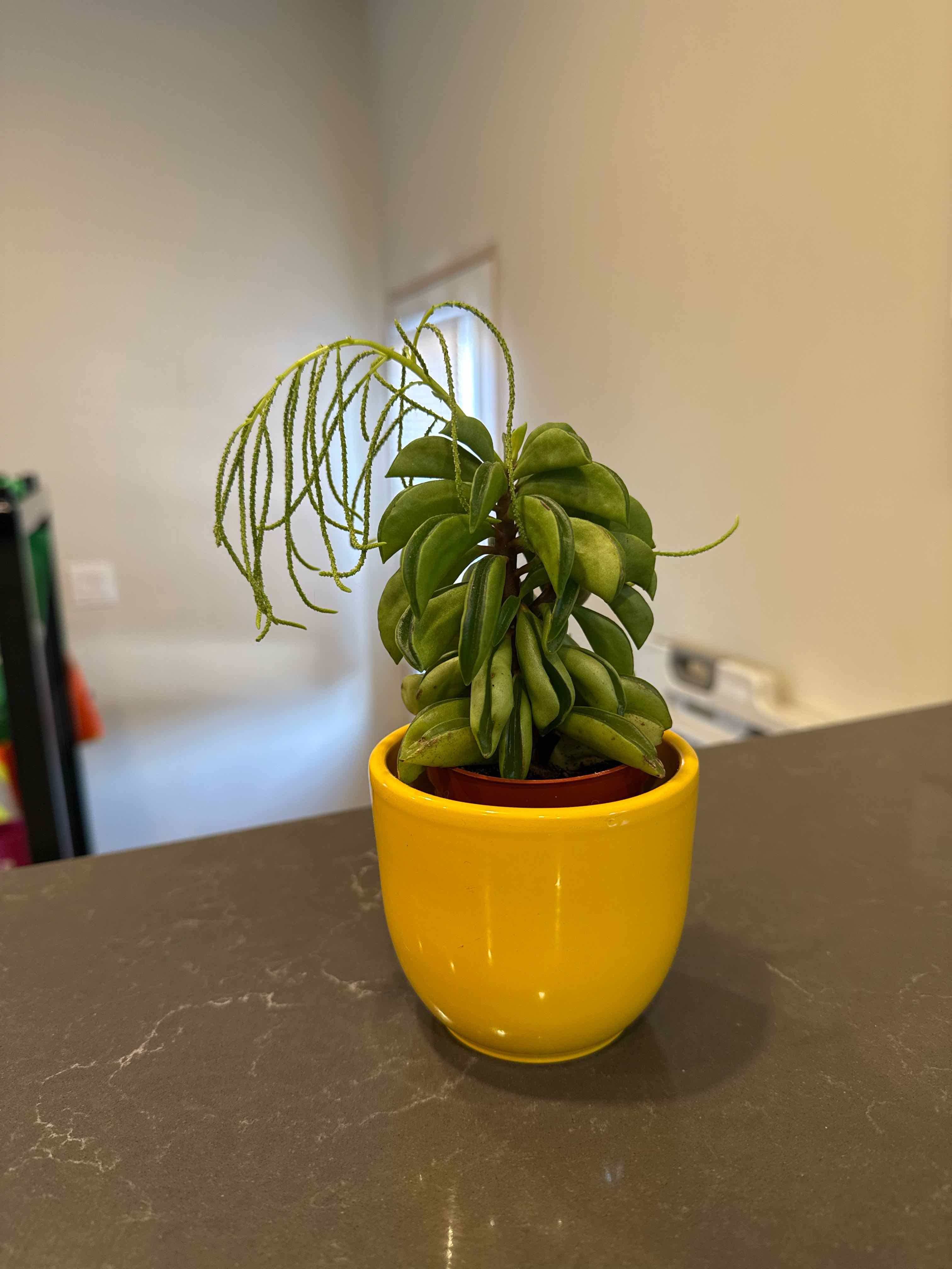 Photo of the plant species Peperomia axillaris by @thingsNstuff named Taco on Greg, the plant care app