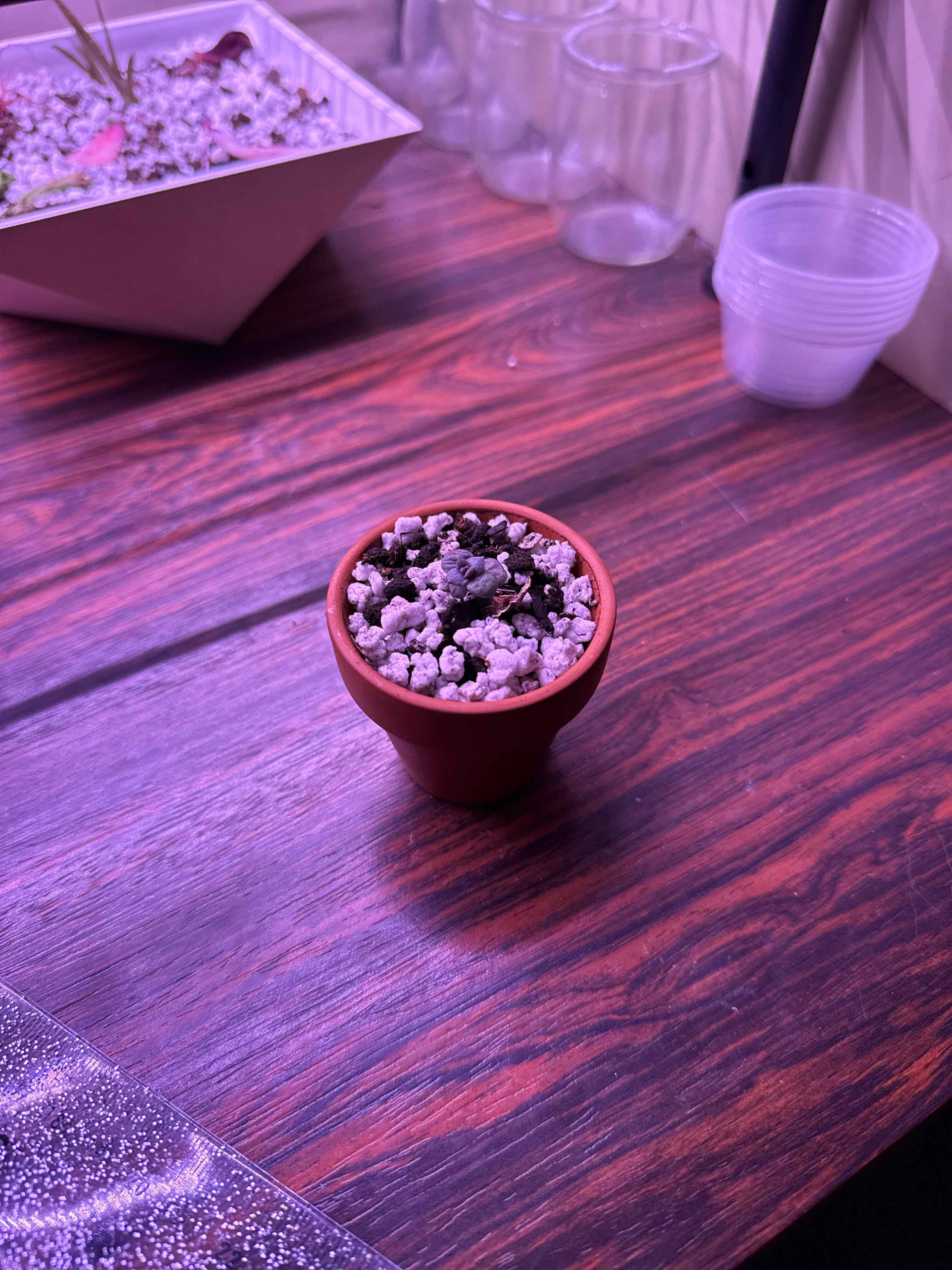Photo of the plant species Echeveria 'Black Knight' by @thingsNstuff named Morticia on Greg, the plant care app
