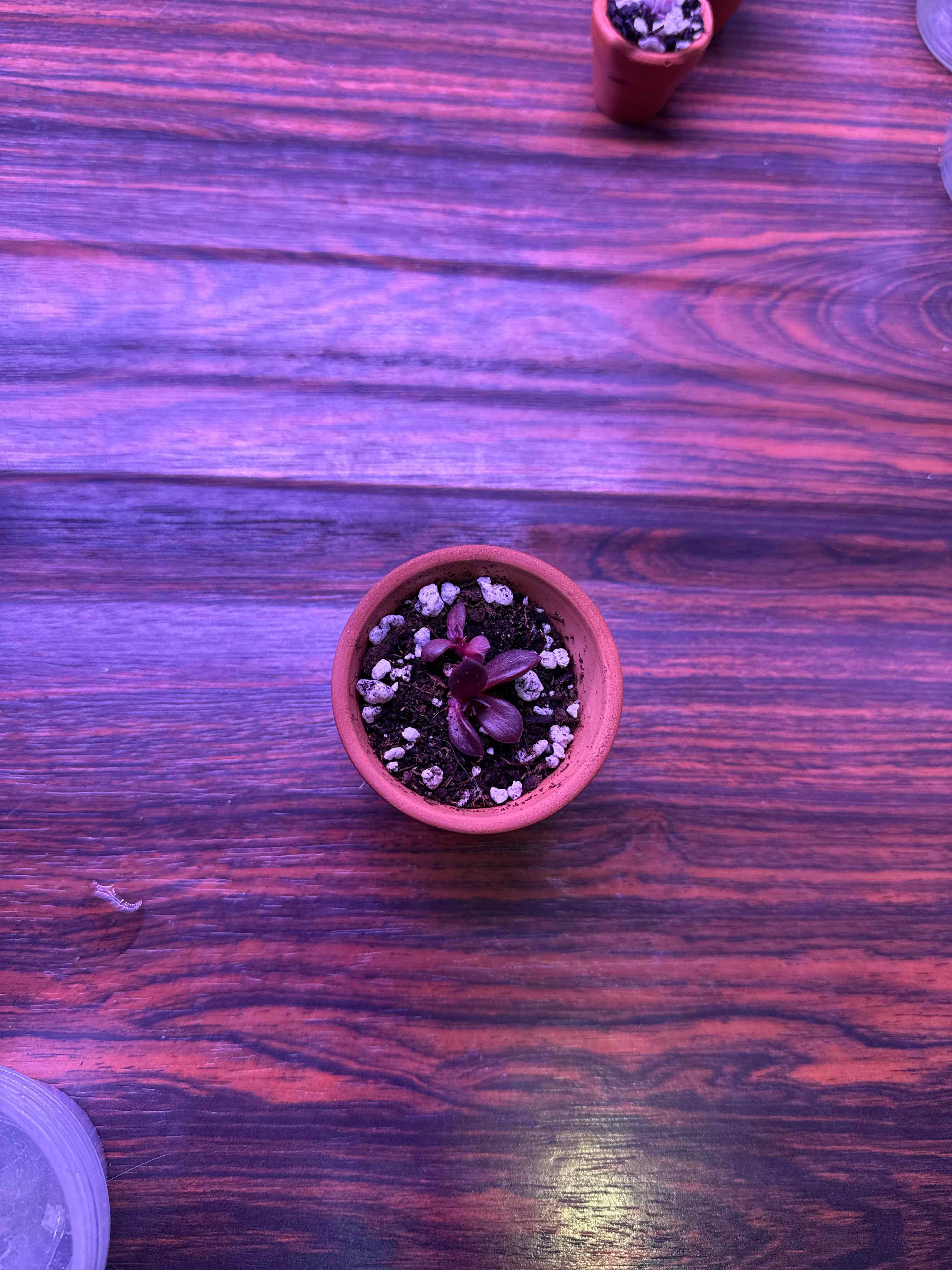 Photo of the plant species Echeveria 'Black Knight' by @thingsNstuff named Wrinkles on Greg, the plant care app