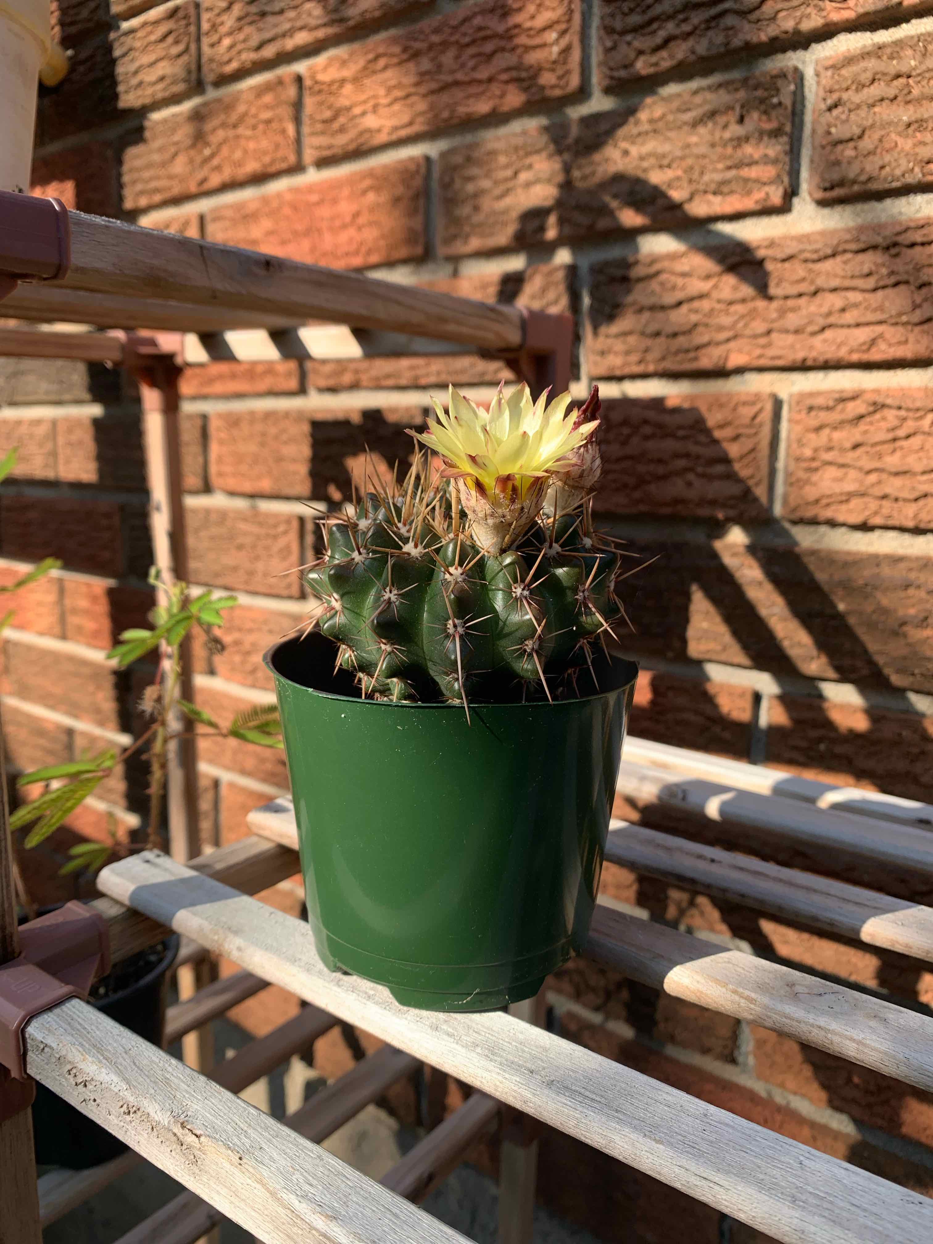 Photo of the plant species Gymnocalycium ritterianum by @thingsNstuff named Baby on Greg, the plant care app