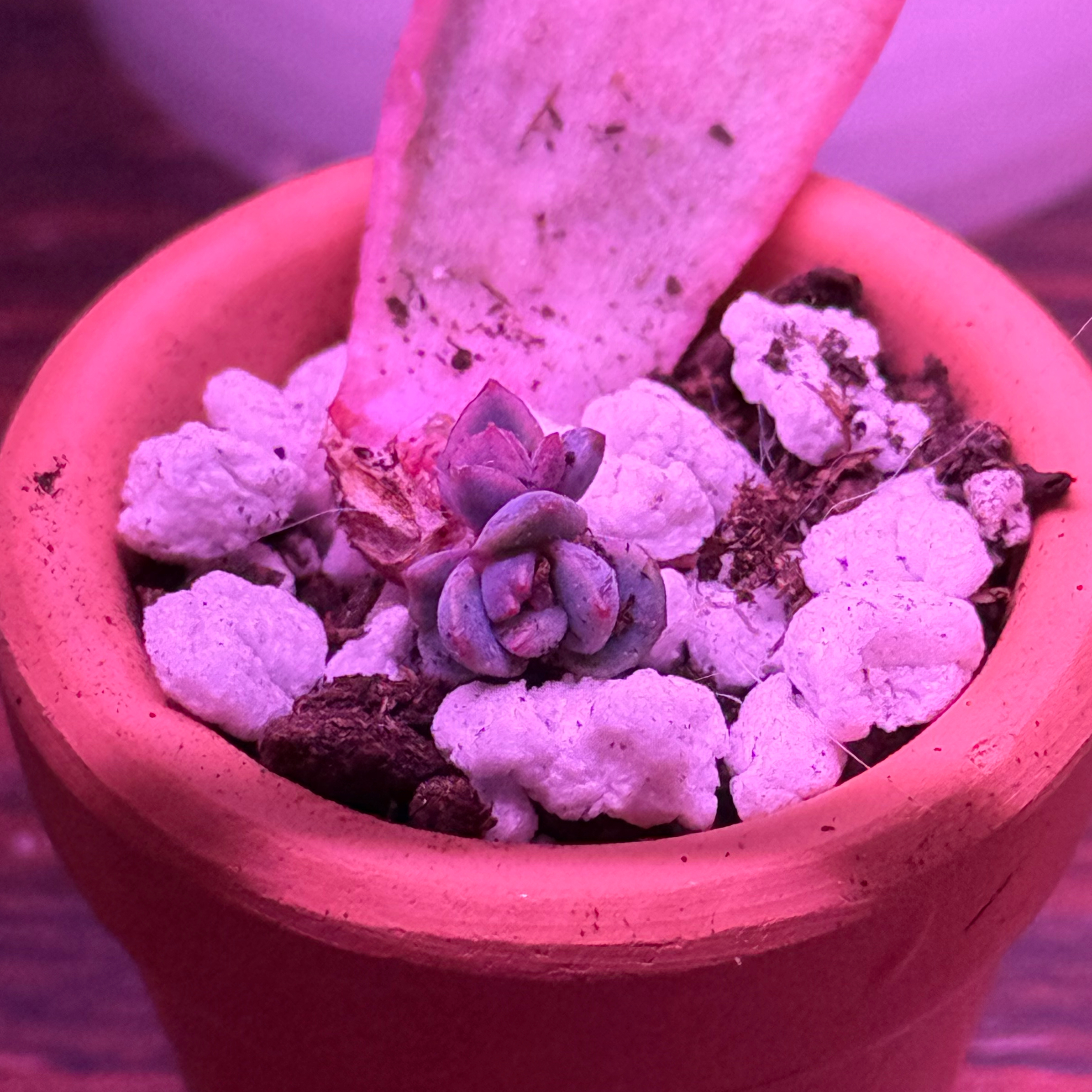 Photo of the plant species Echeveria 'Grande Cinza' by @thingsNstuff named ✂️Lil Big Blue on Greg, the plant care app