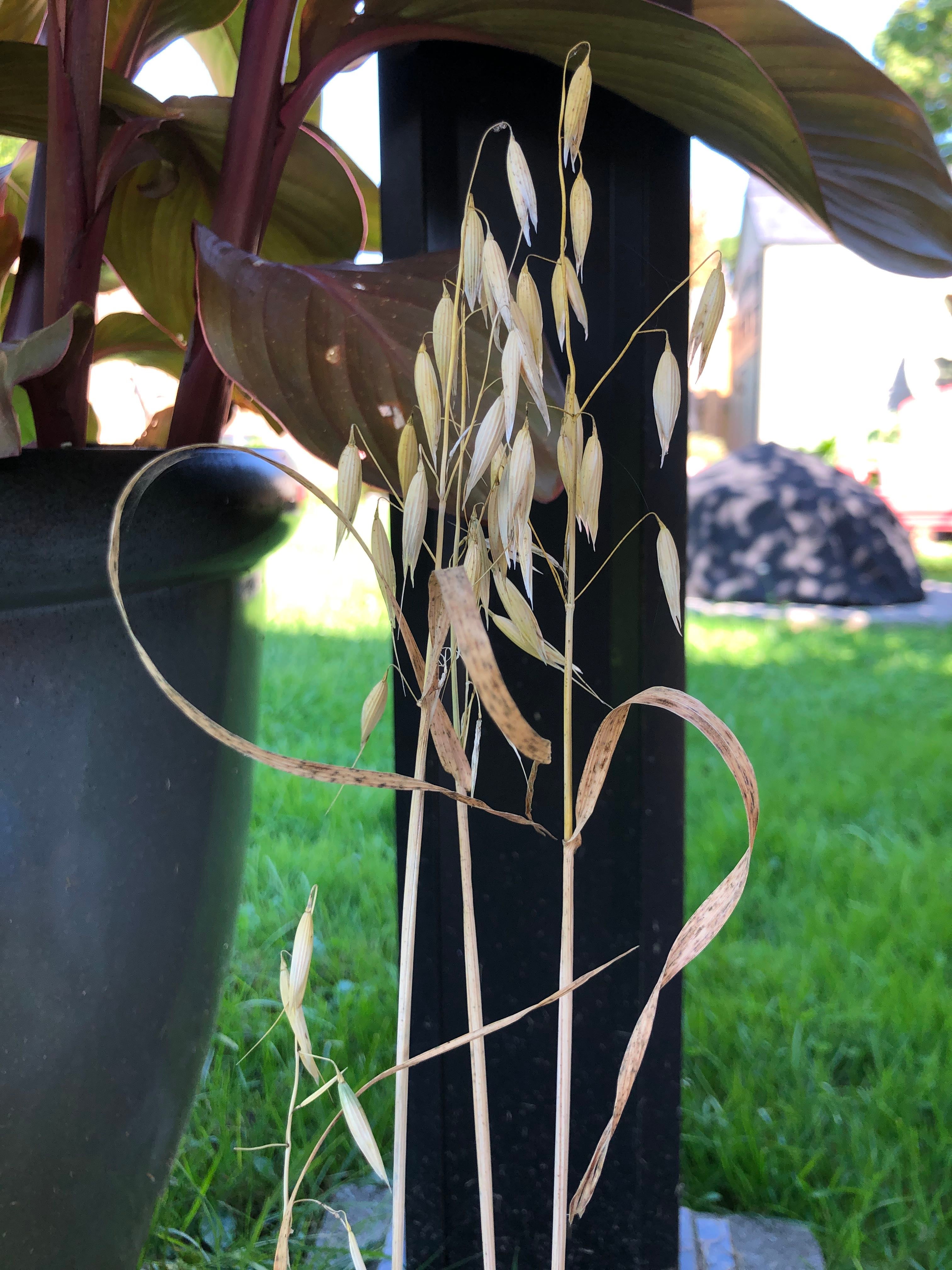 How to Care for Yellow Flatsedge Mastering Water, Sunlight & More