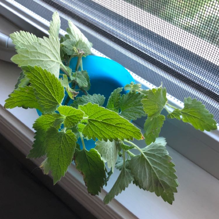Healthy Catnip plant on a windowsill with vibrant green leaves.