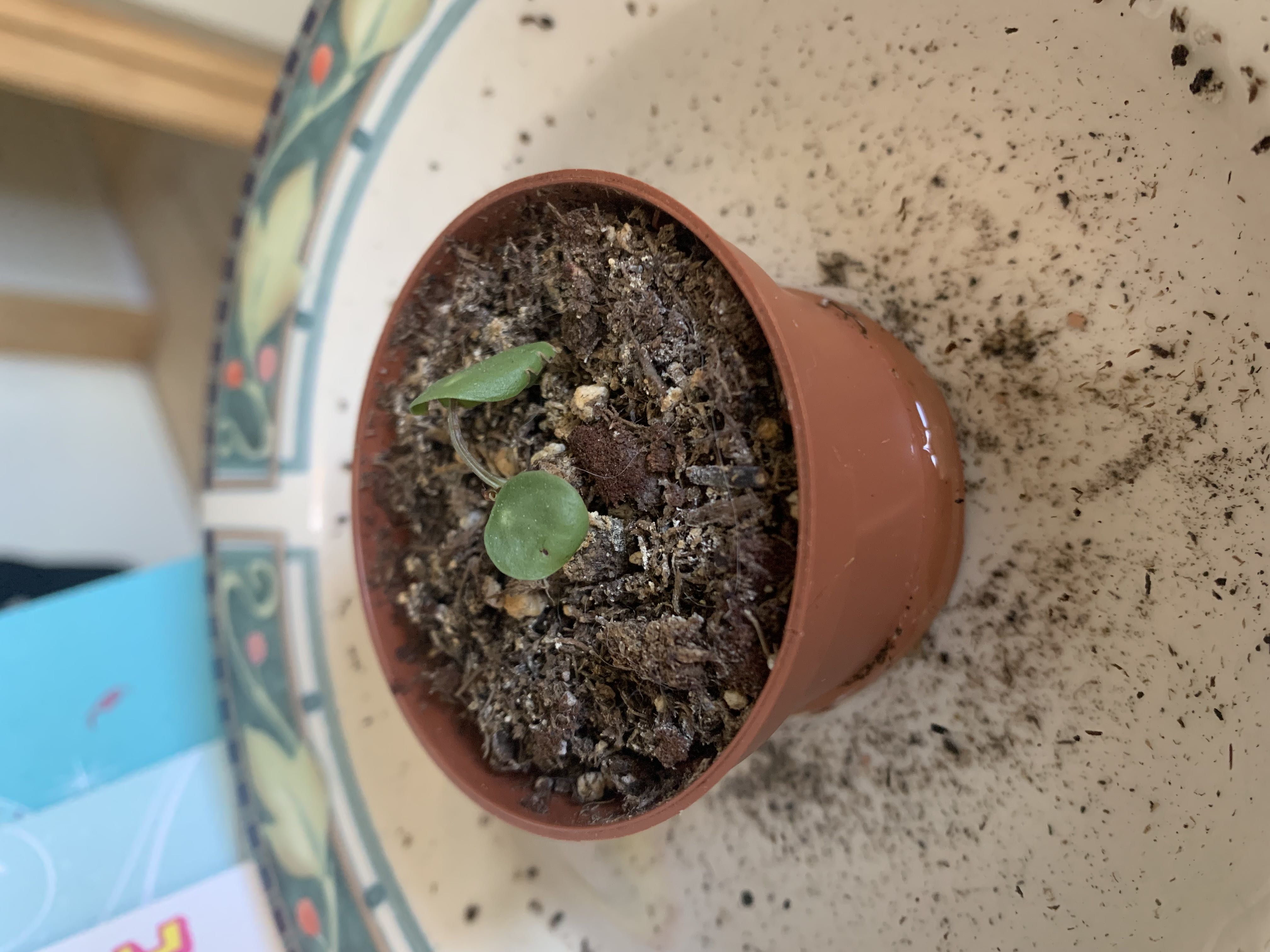Photo from the post