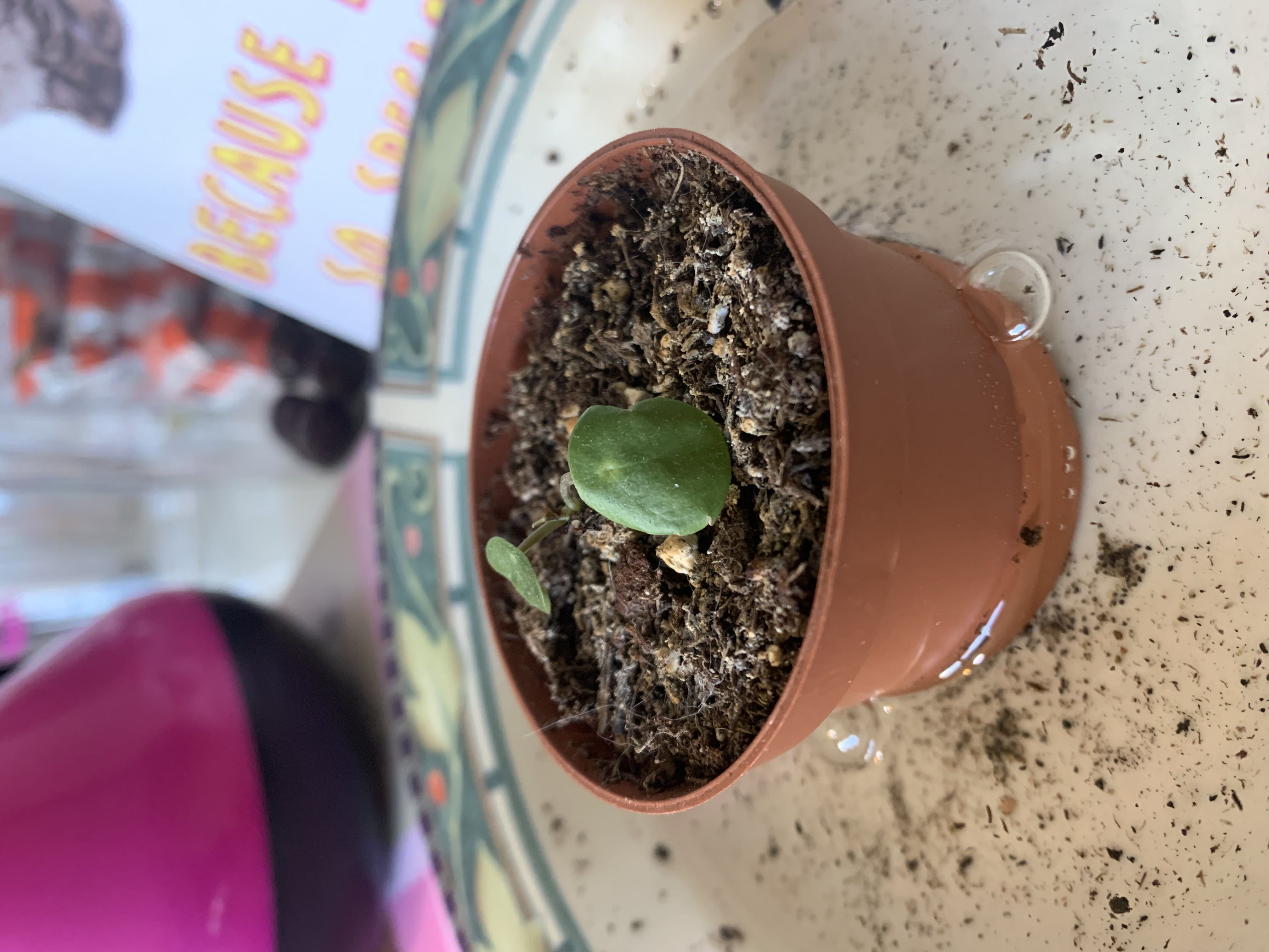 Photo from the post