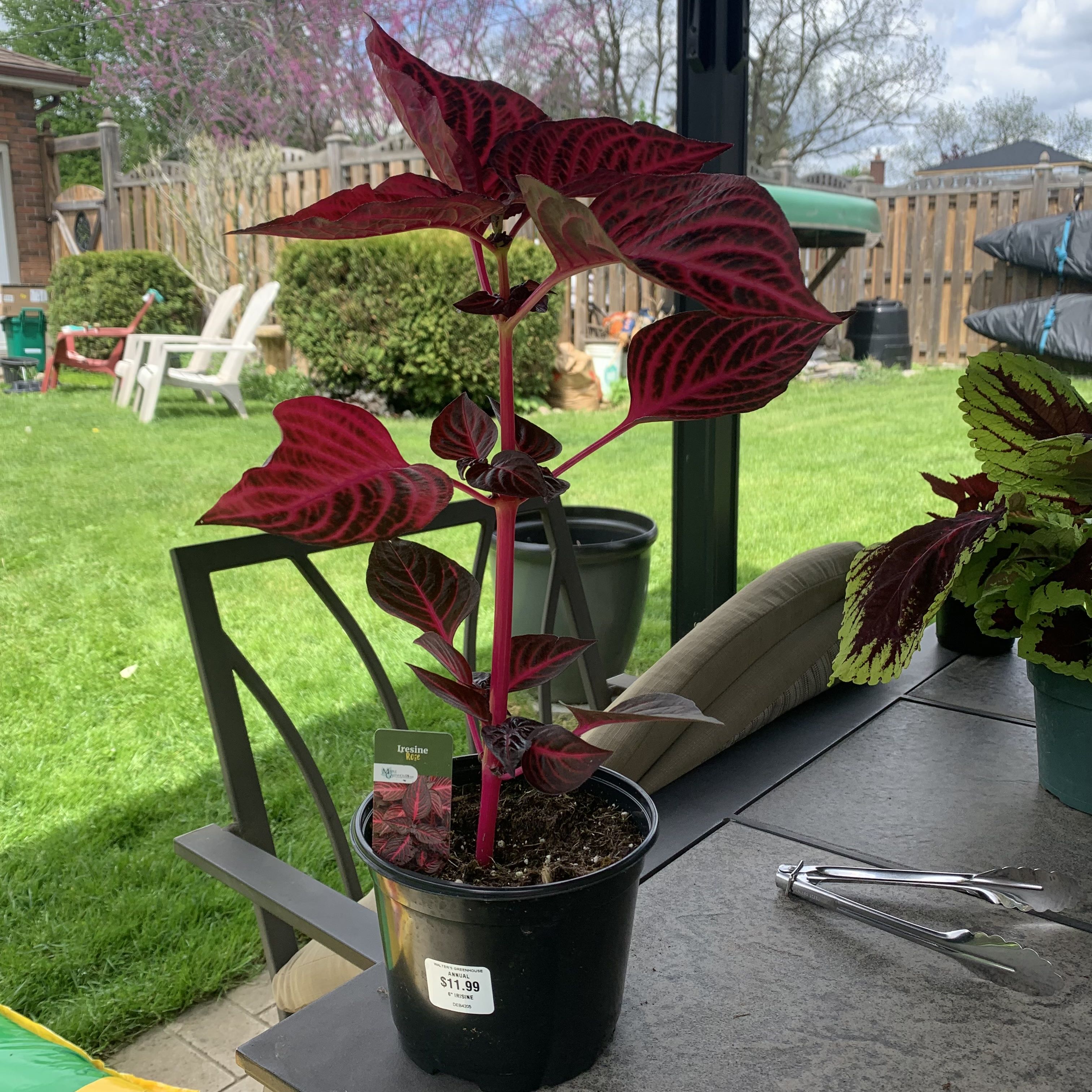 A potted Herbst's Bloodleaf plant with vibrant burgundy foliage growing outdoors on a patio next to other plants.