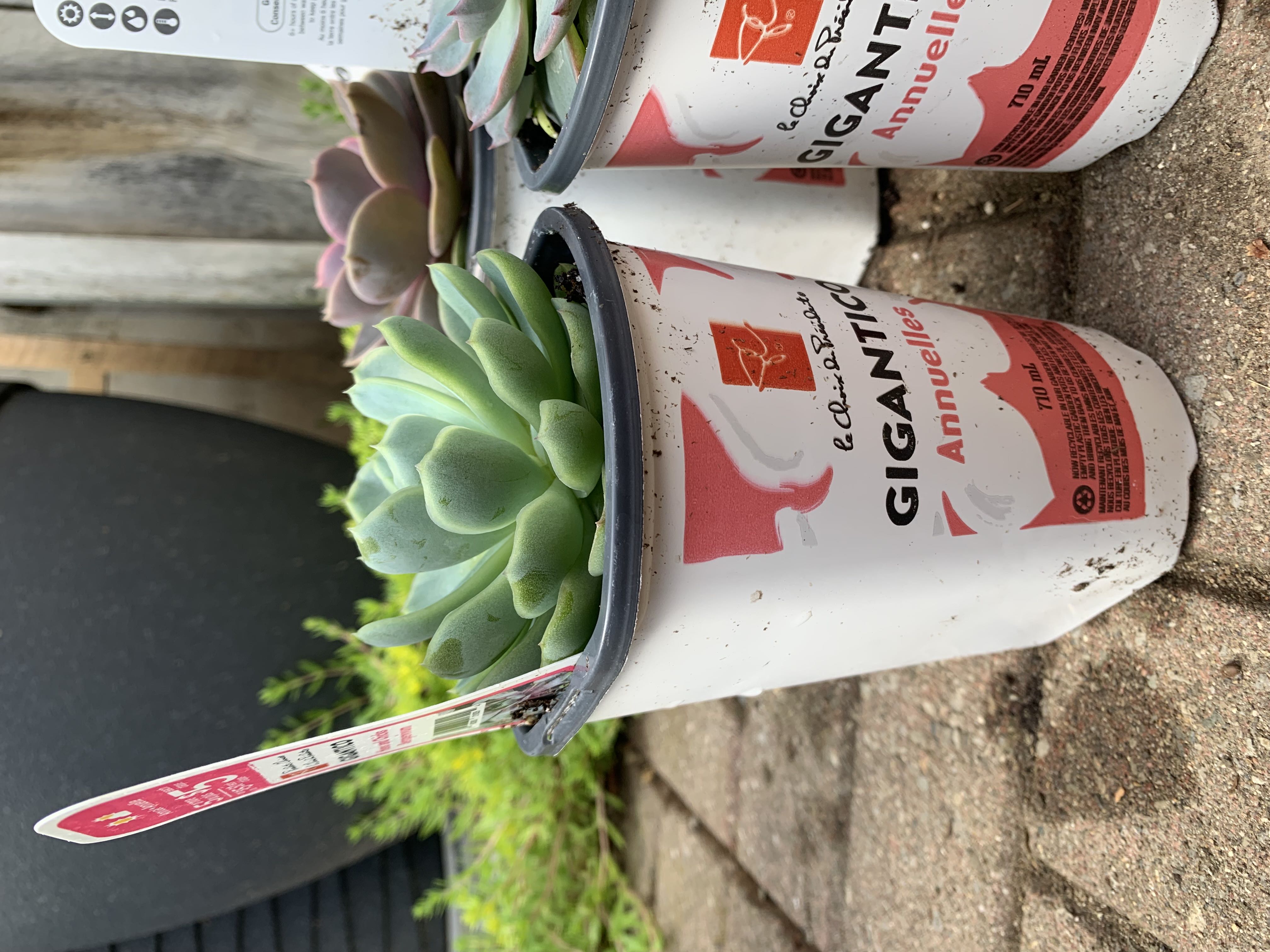 Photo from the post