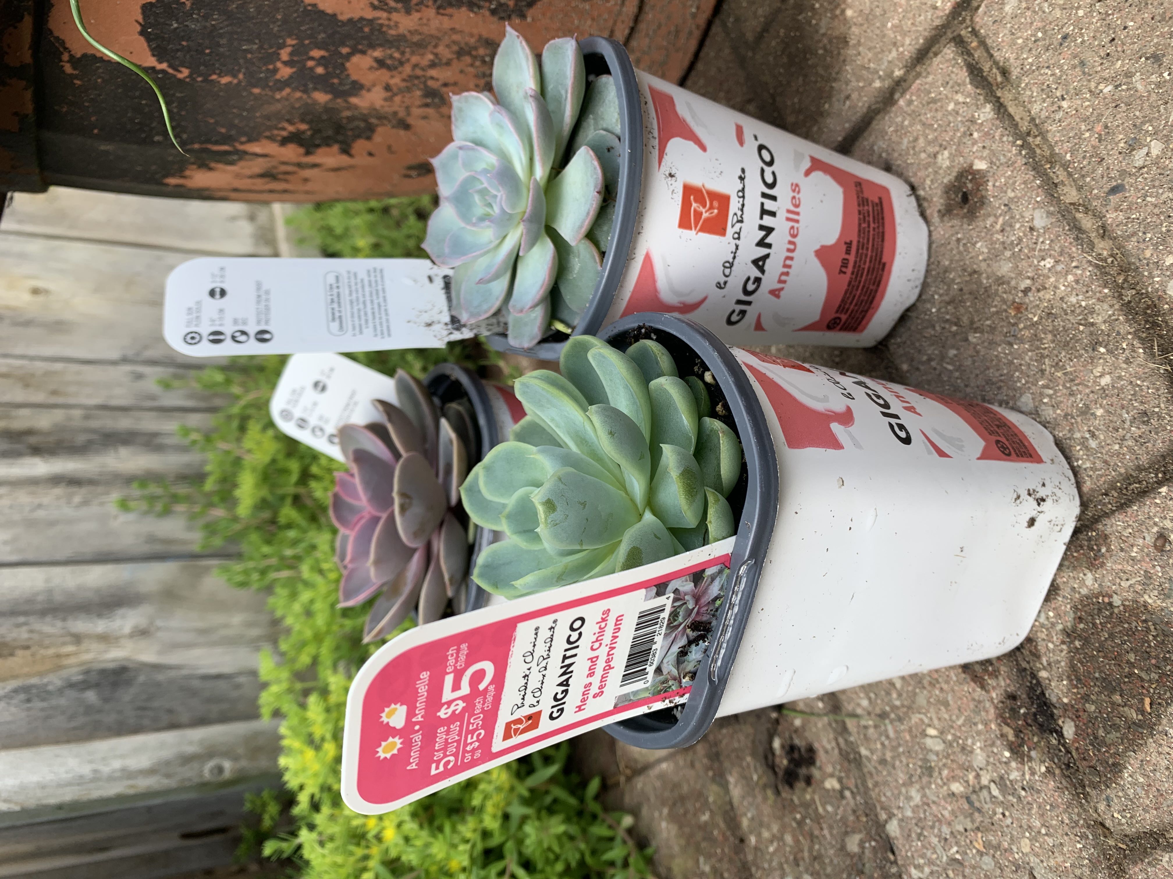 Photo from the post