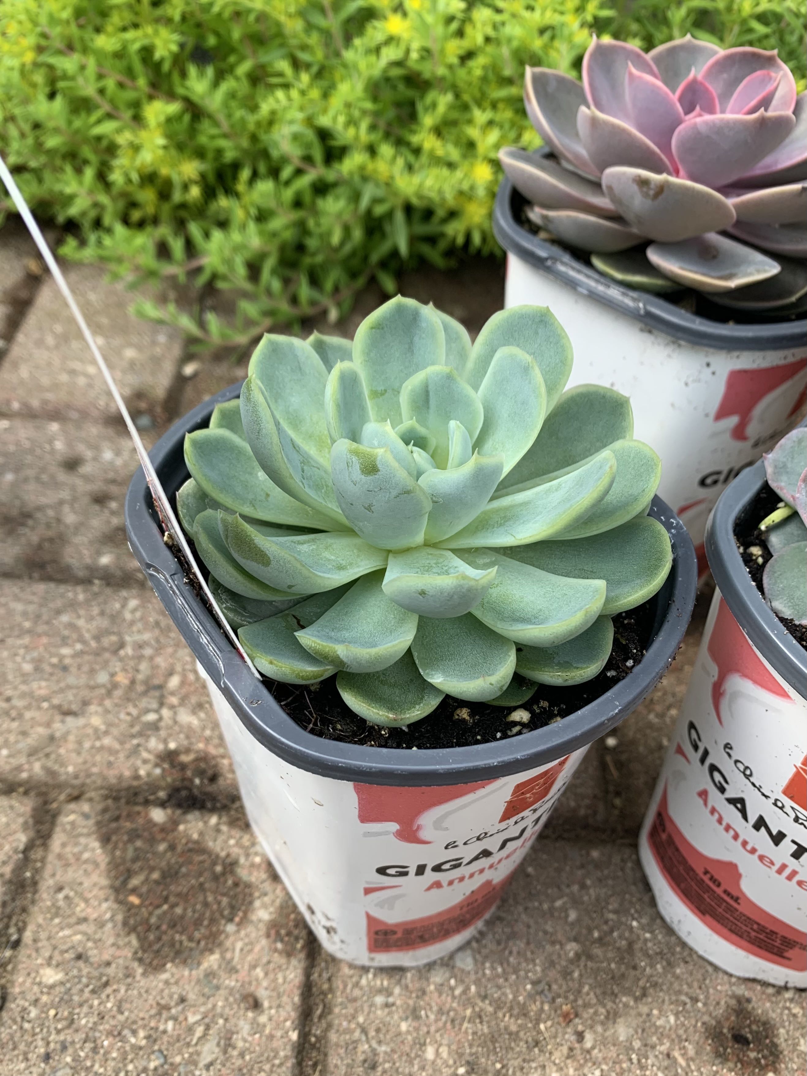 Photo from the post
