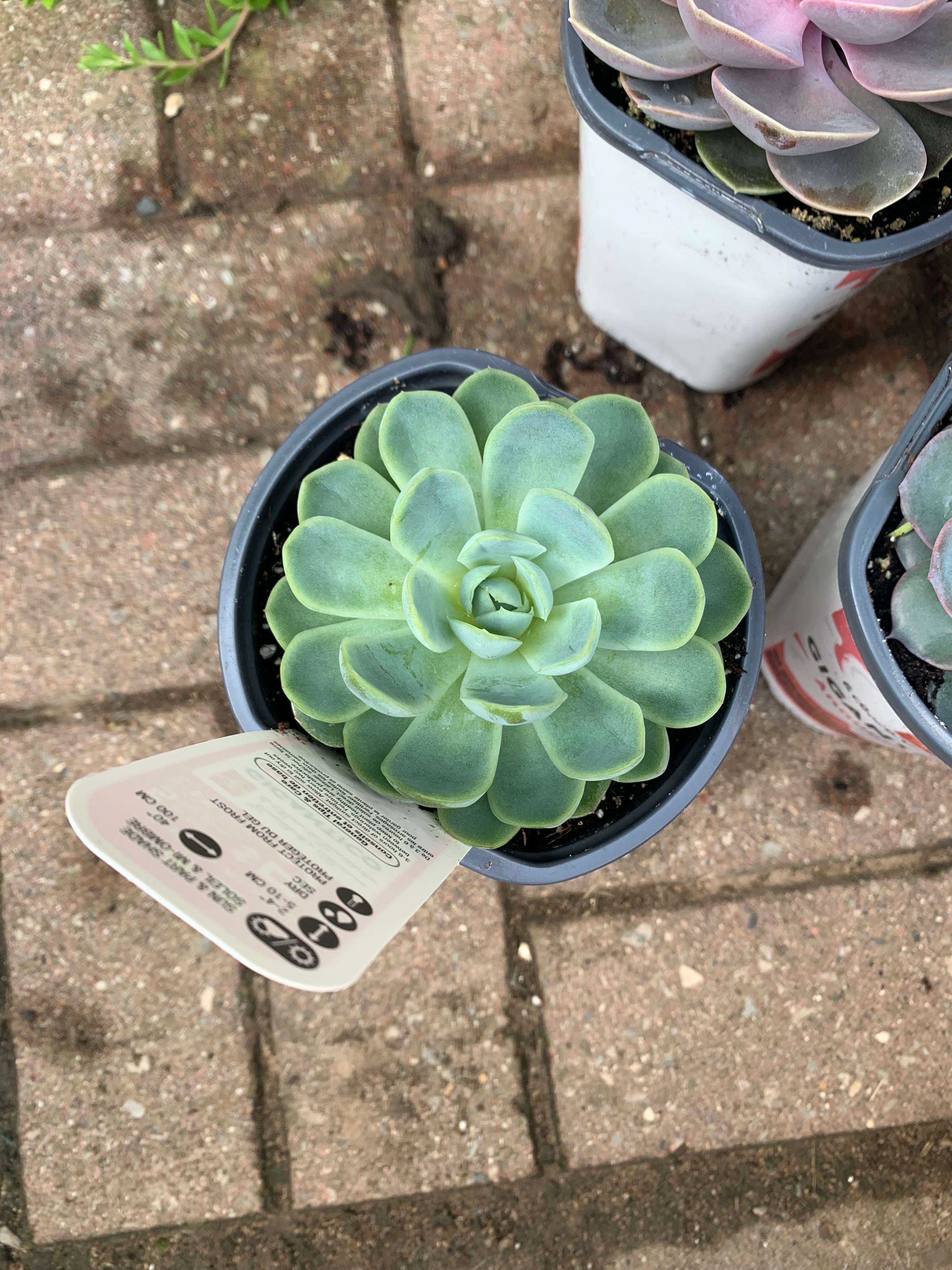 Why Are There Black Spots on My Sempervivum 'Mystic' Leaves?