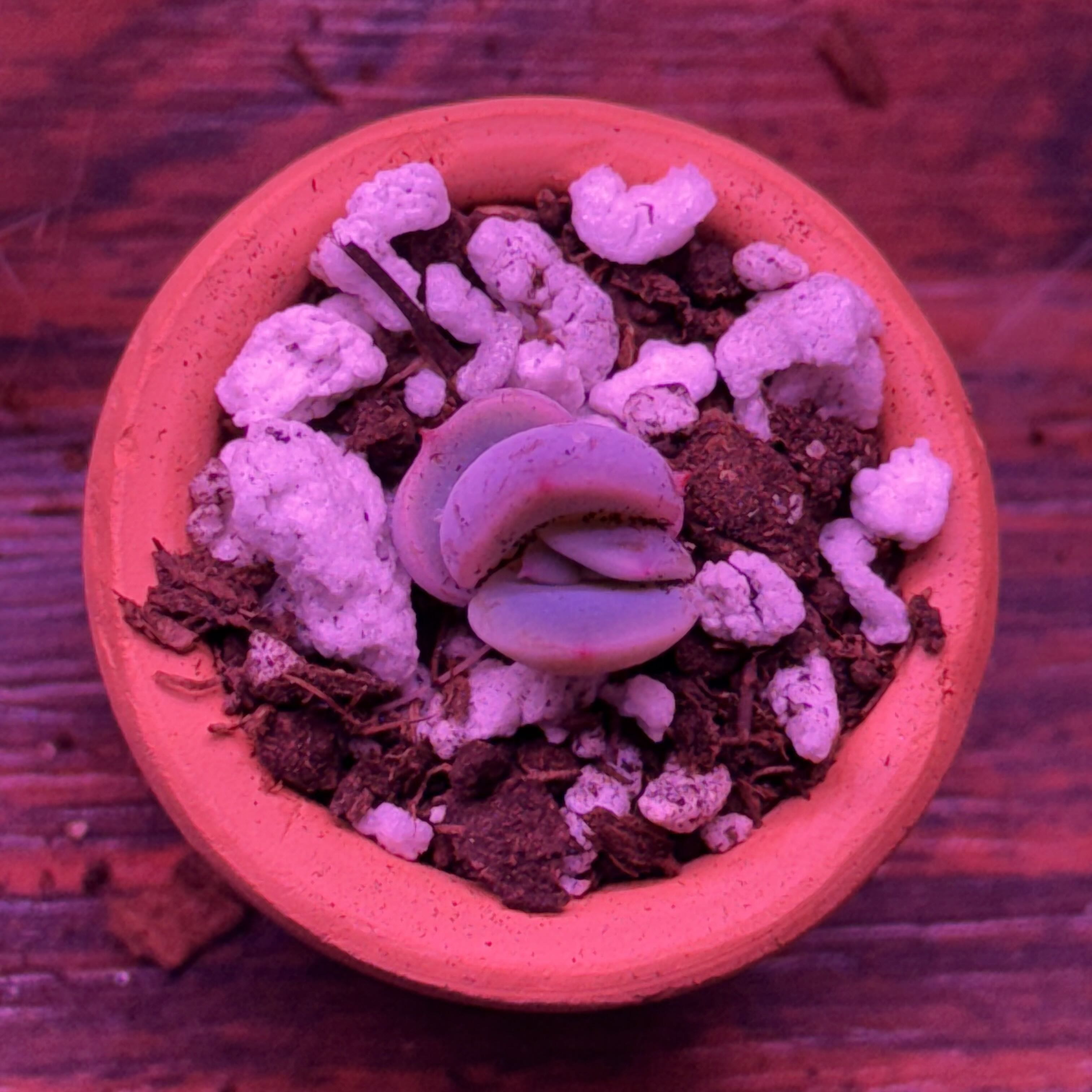 Photo of the plant species Echeveria 'Grande Cinza' by @thingsNstuff named Thicc on Greg, the plant care app