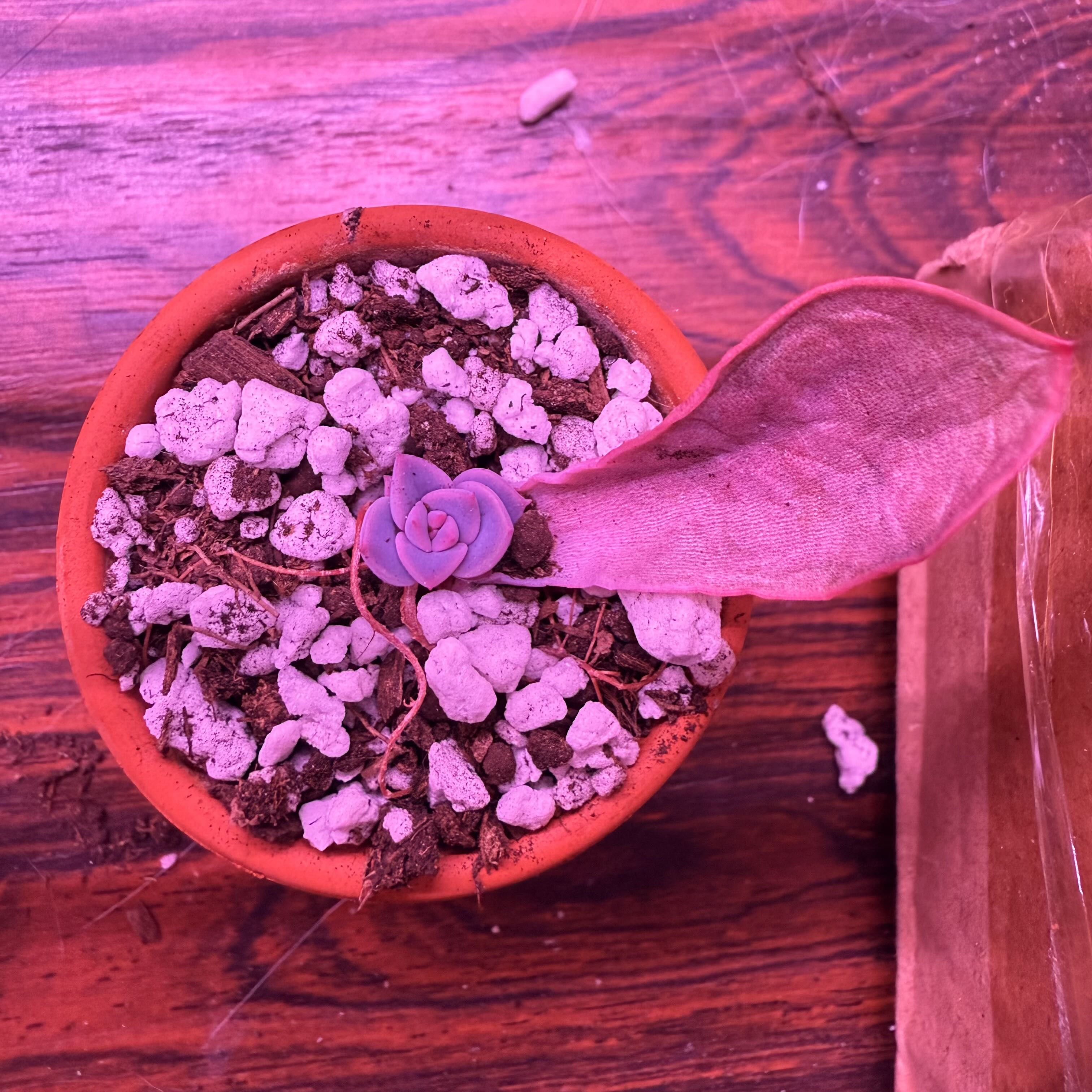 Photo of the plant species Echeveria 'Grande Cinza' by @thingsNstuff named Surya on Greg, the plant care app