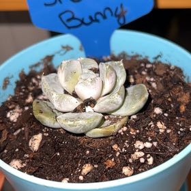 Photo of the plant species Snow Bunny Echeveria by @Scooter named Luna on Greg, the plant care app