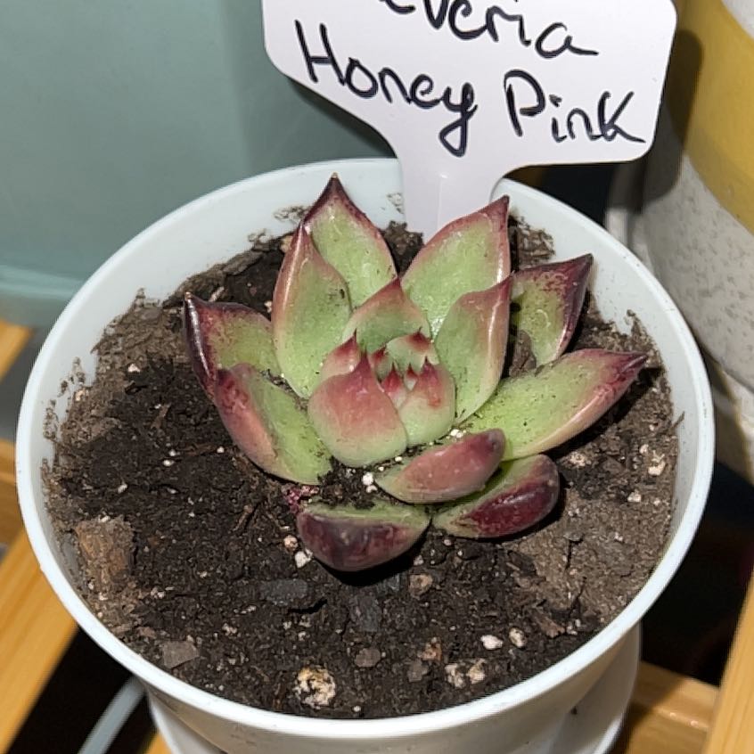 Photo of the plant species Echeveria Honey Pink by @Scooter named Homer on Greg, the plant care app