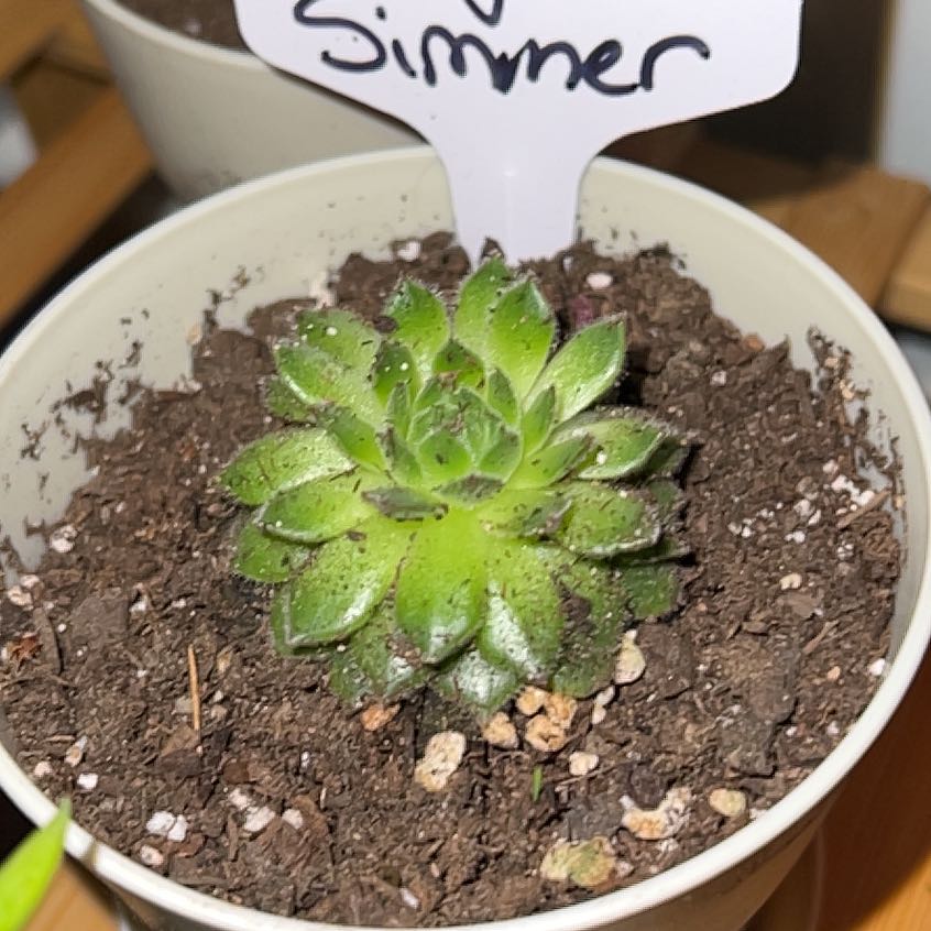 Photo of the plant species Hens and Chicks by @Scooter named Keanu Leaves on Greg, the plant care app