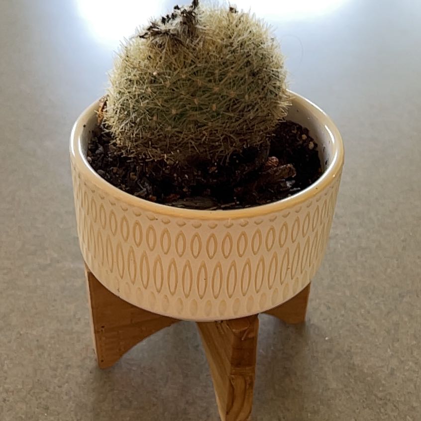 Silver Ball Cactus in a decorative pot on a wooden stand.