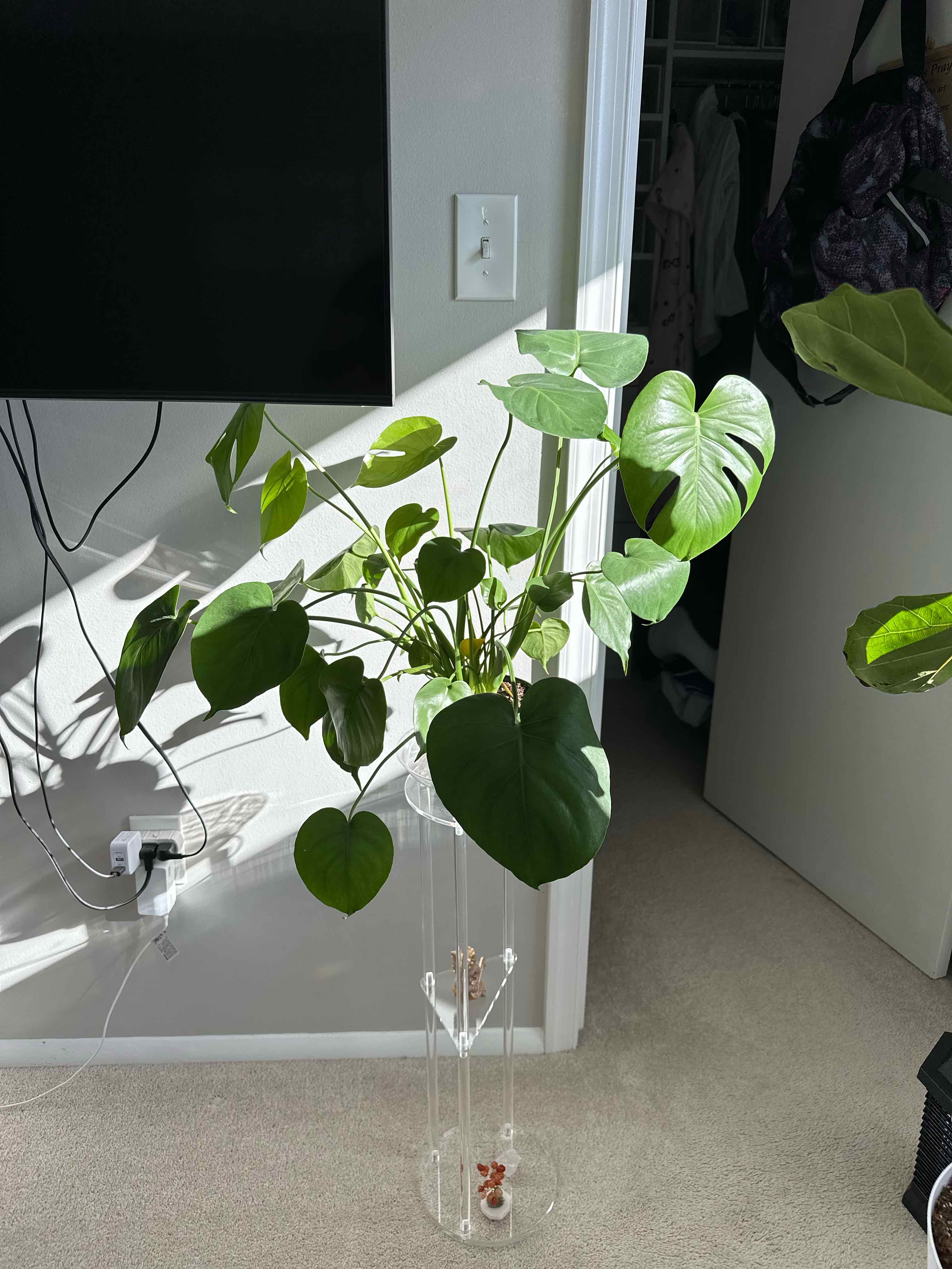 🌿 Light Requirements For My Monstera